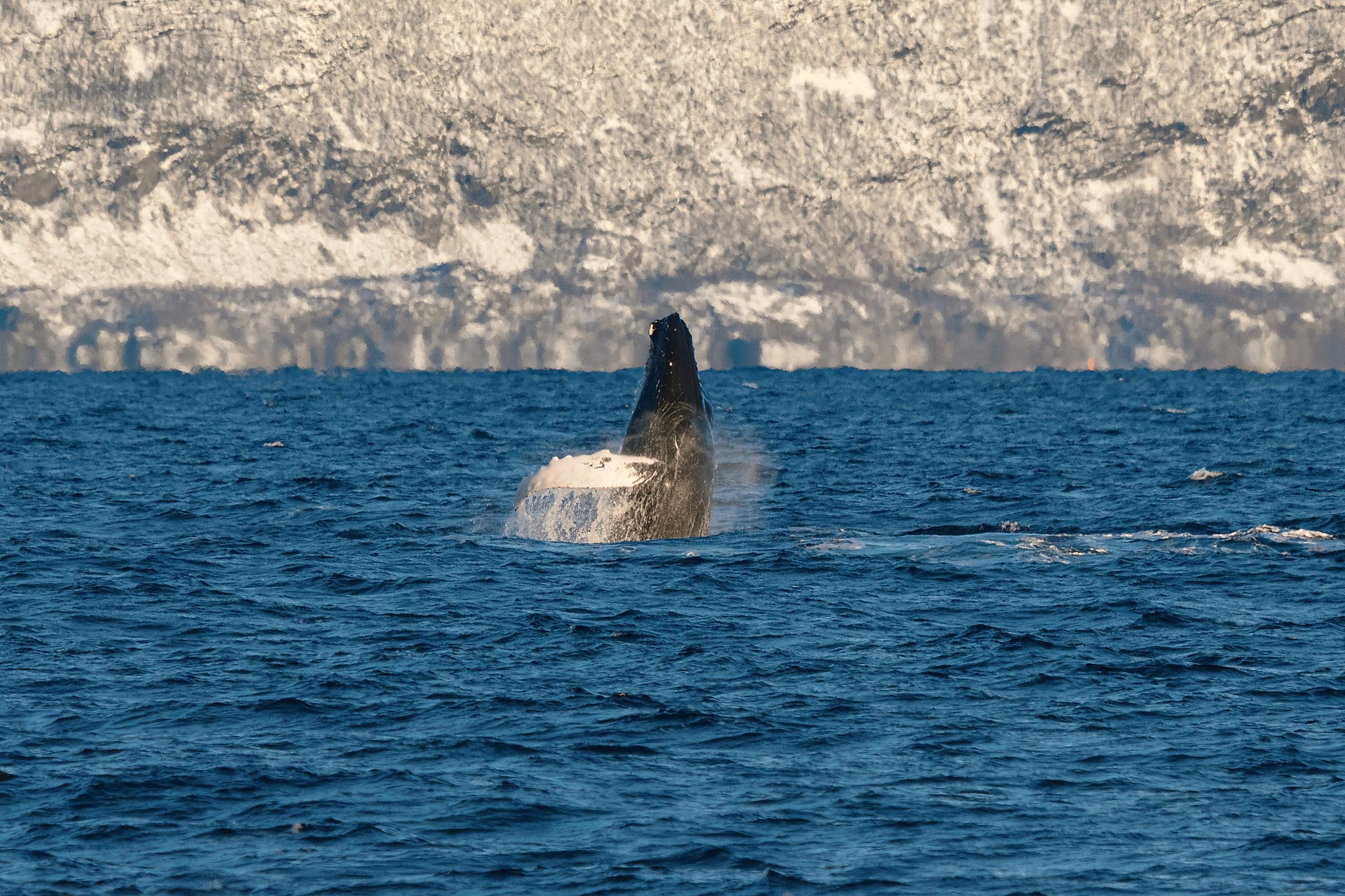 Stor hval stiger opp fra havet på en stille hvalsafari i Tromsø med Brim Explorer