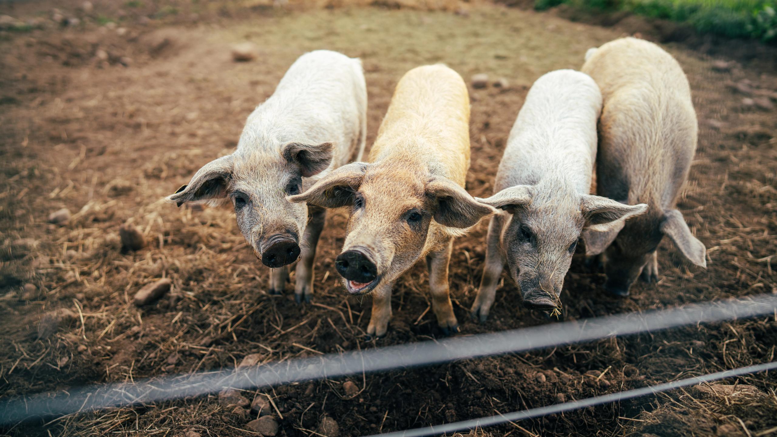 Curious piglets.