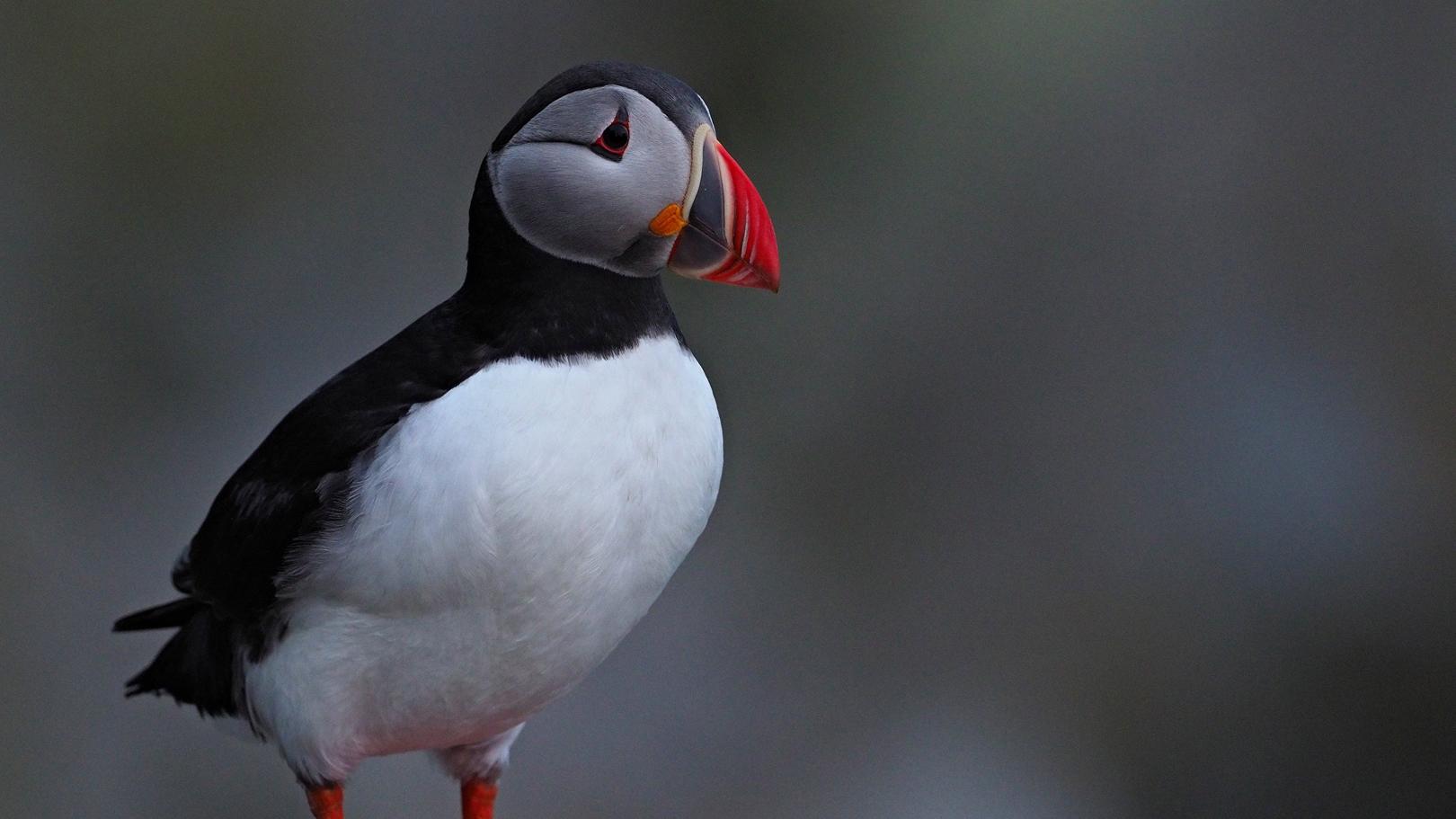 Closeup of a lunde bird at Runde