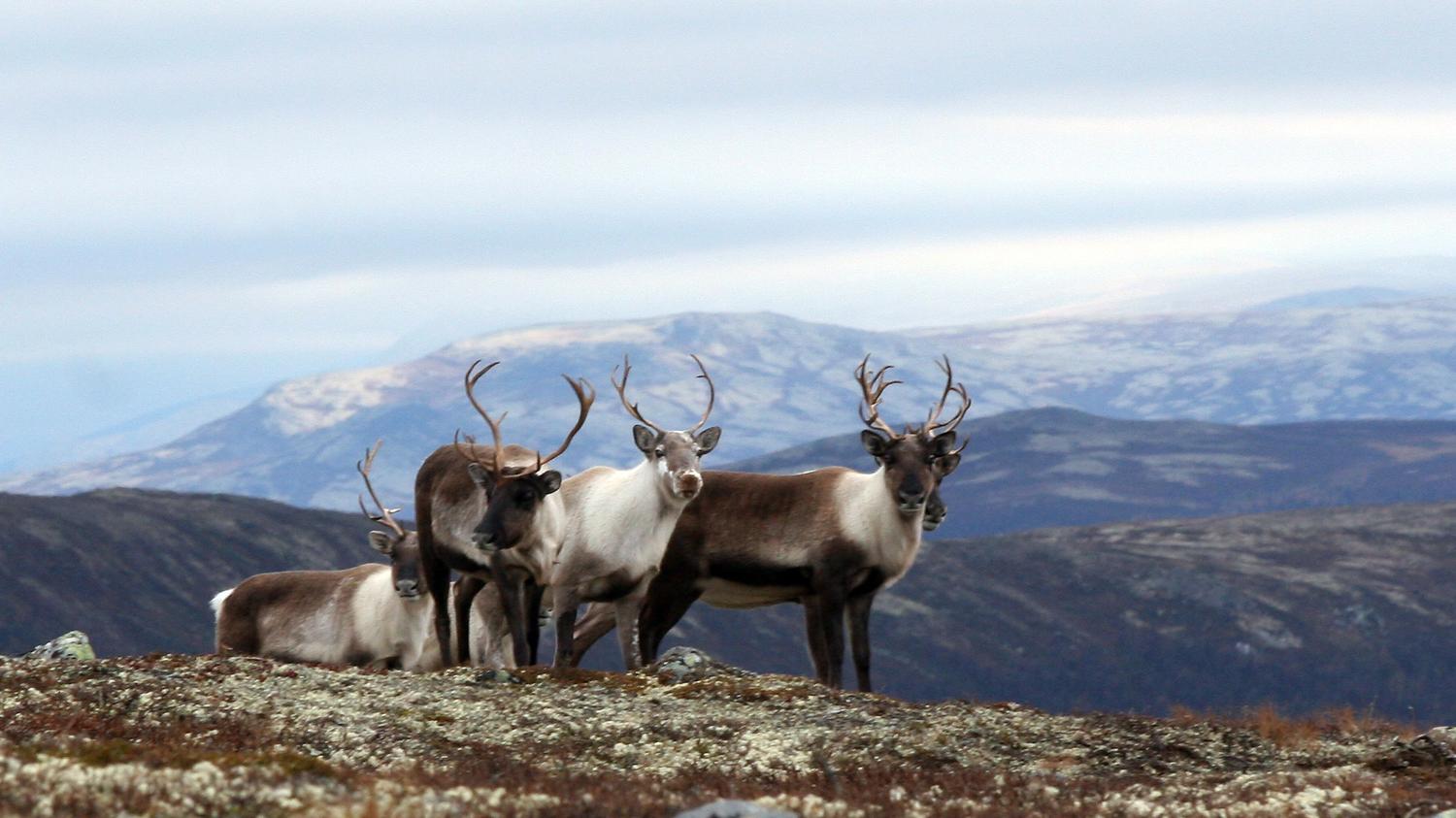 One reindeer lying down and three standing up in the Villreinsenter area in Dovrefjell, Eastern Norway.