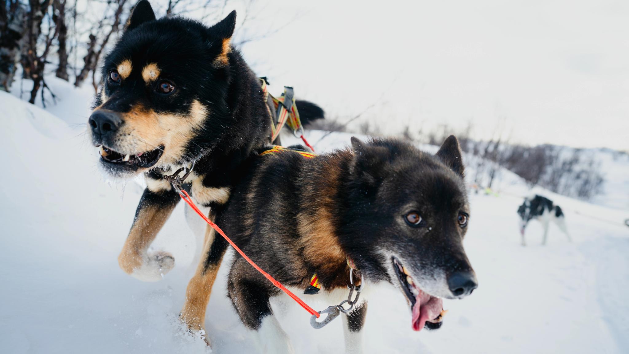 Dogs running on a dog sledding tour