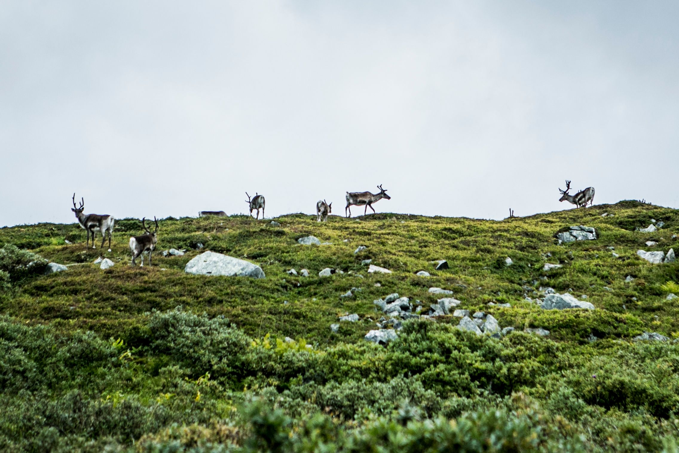 Reinsdyr på Finnmarksvidda på sommeren