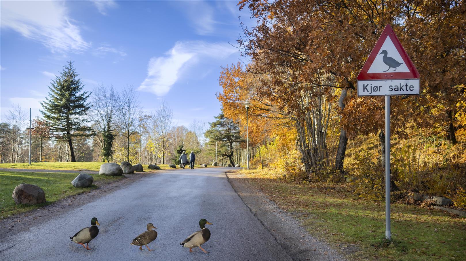 Duck sign