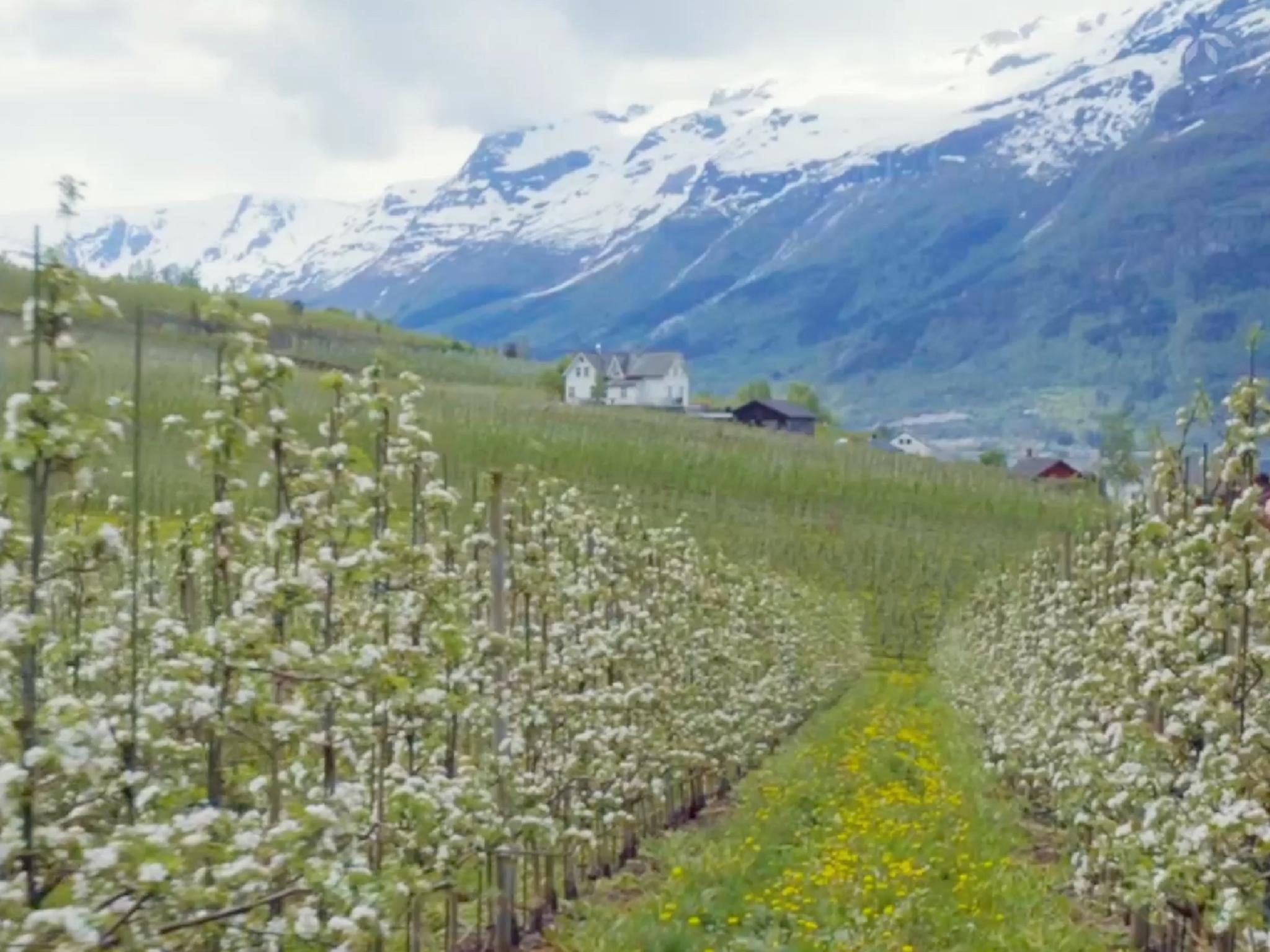 Hardangerfjord orchards