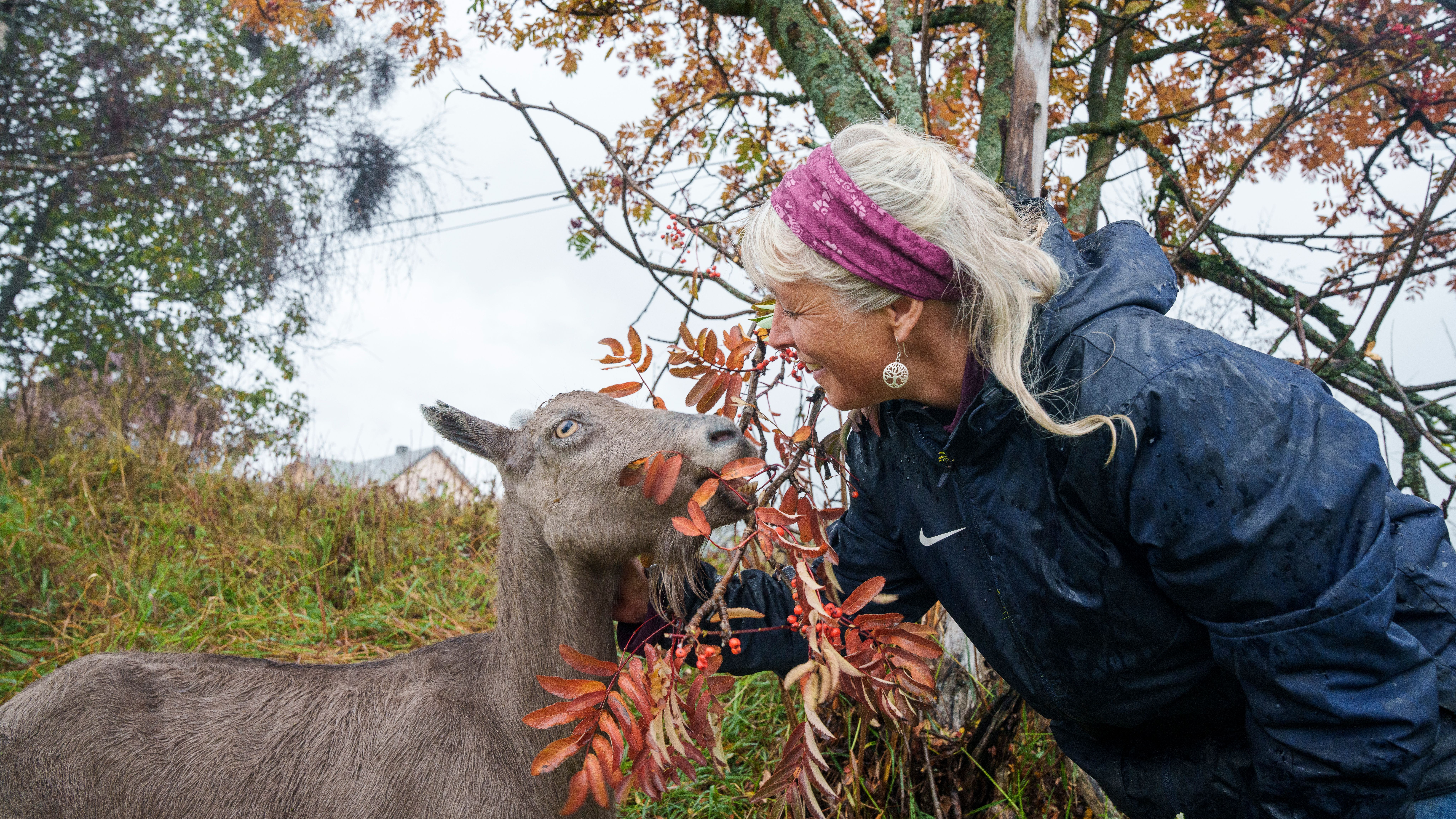 Geit og bonde på Nørrestogo gård i Valdres