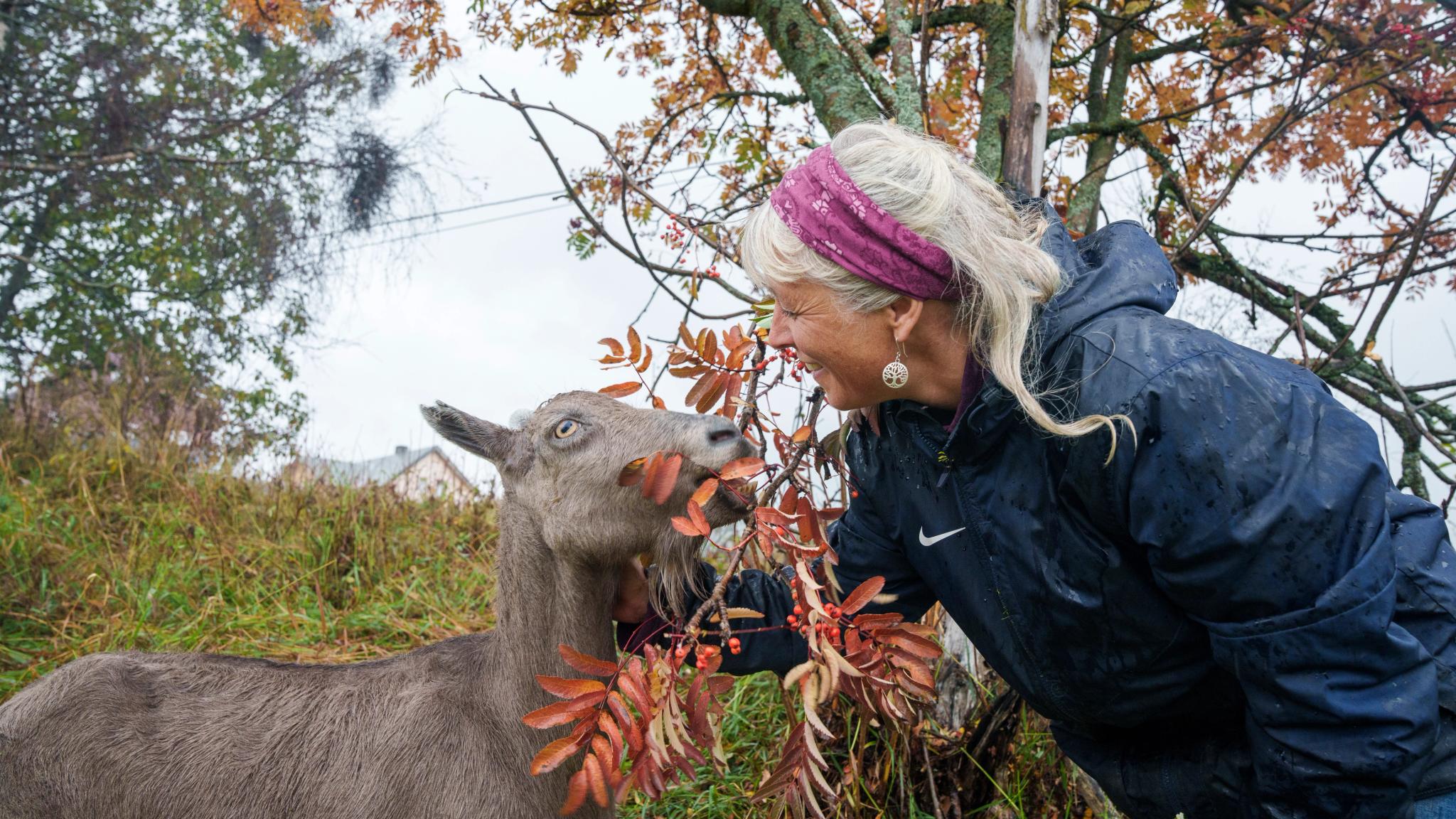 Geit og bonde på Nørrestogo gård i Valdres