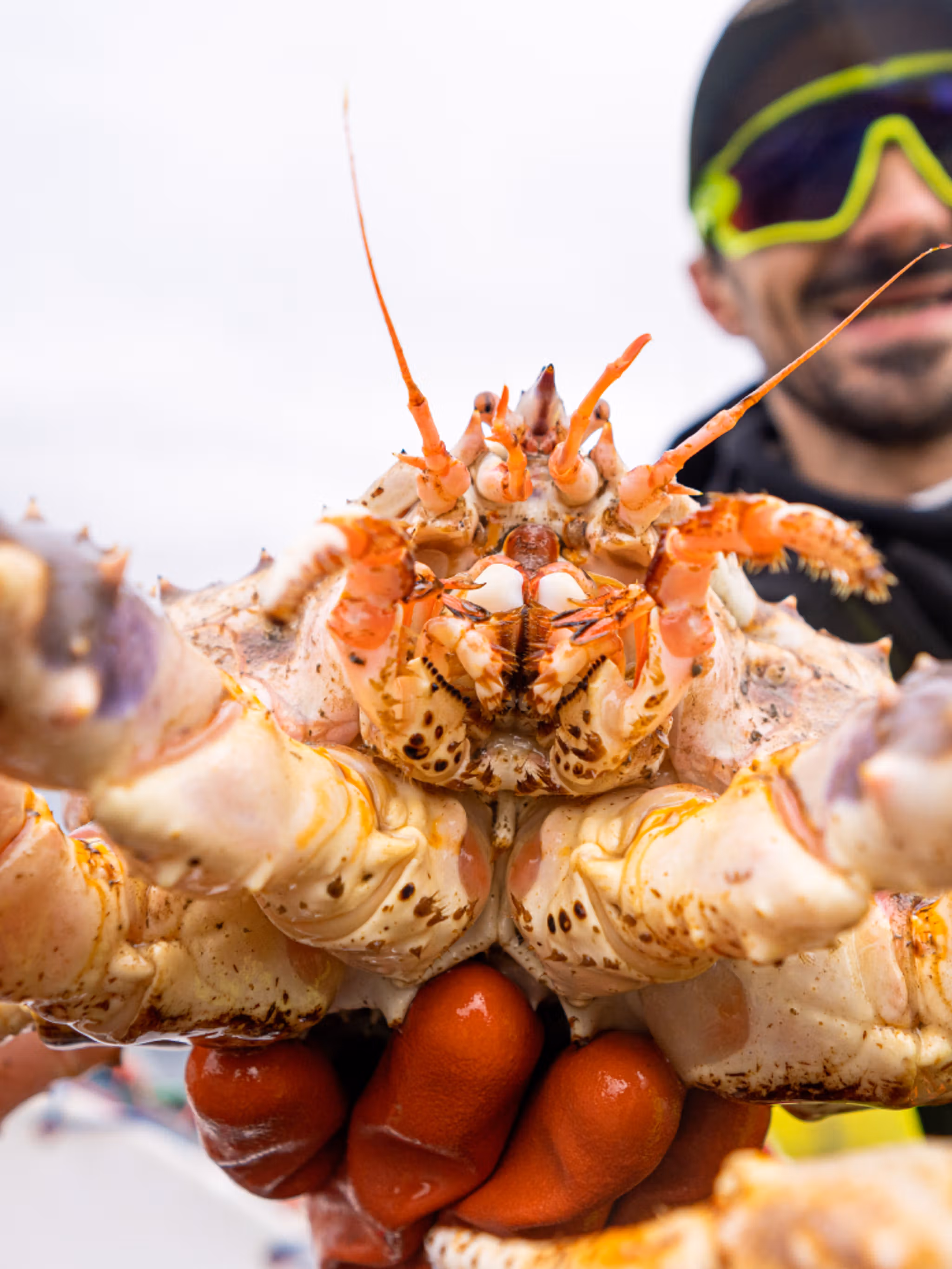 A man holding a king crab in Northern Norway.