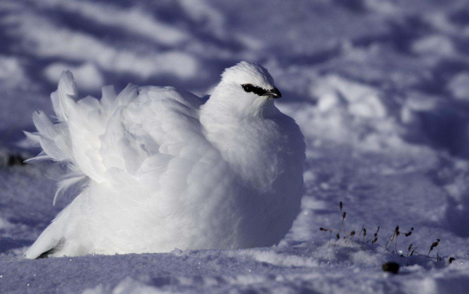 Close-up of a white Rock Ptarmigan in the snow in Norway