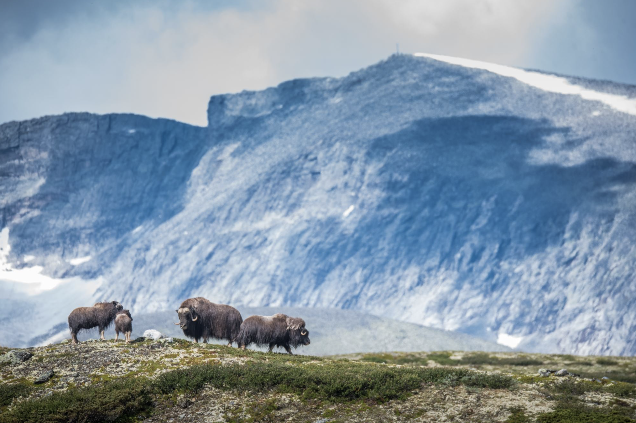 Majestic musc oxes in Dovre