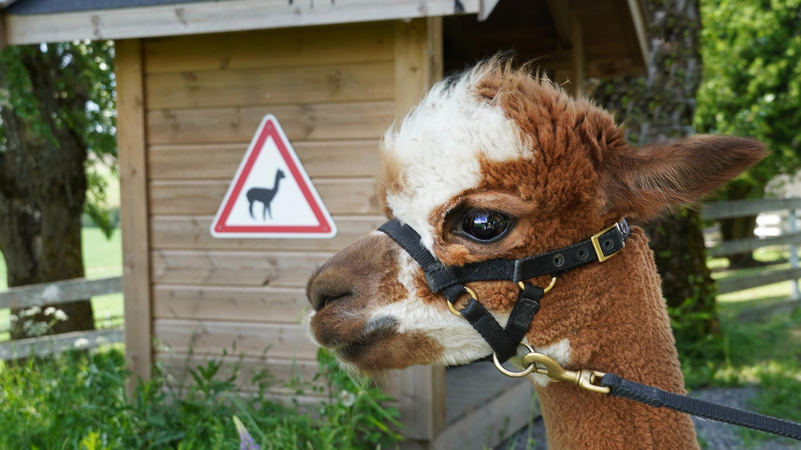 Alpacas and alpaca sign at Sørum, Eastern Norway.