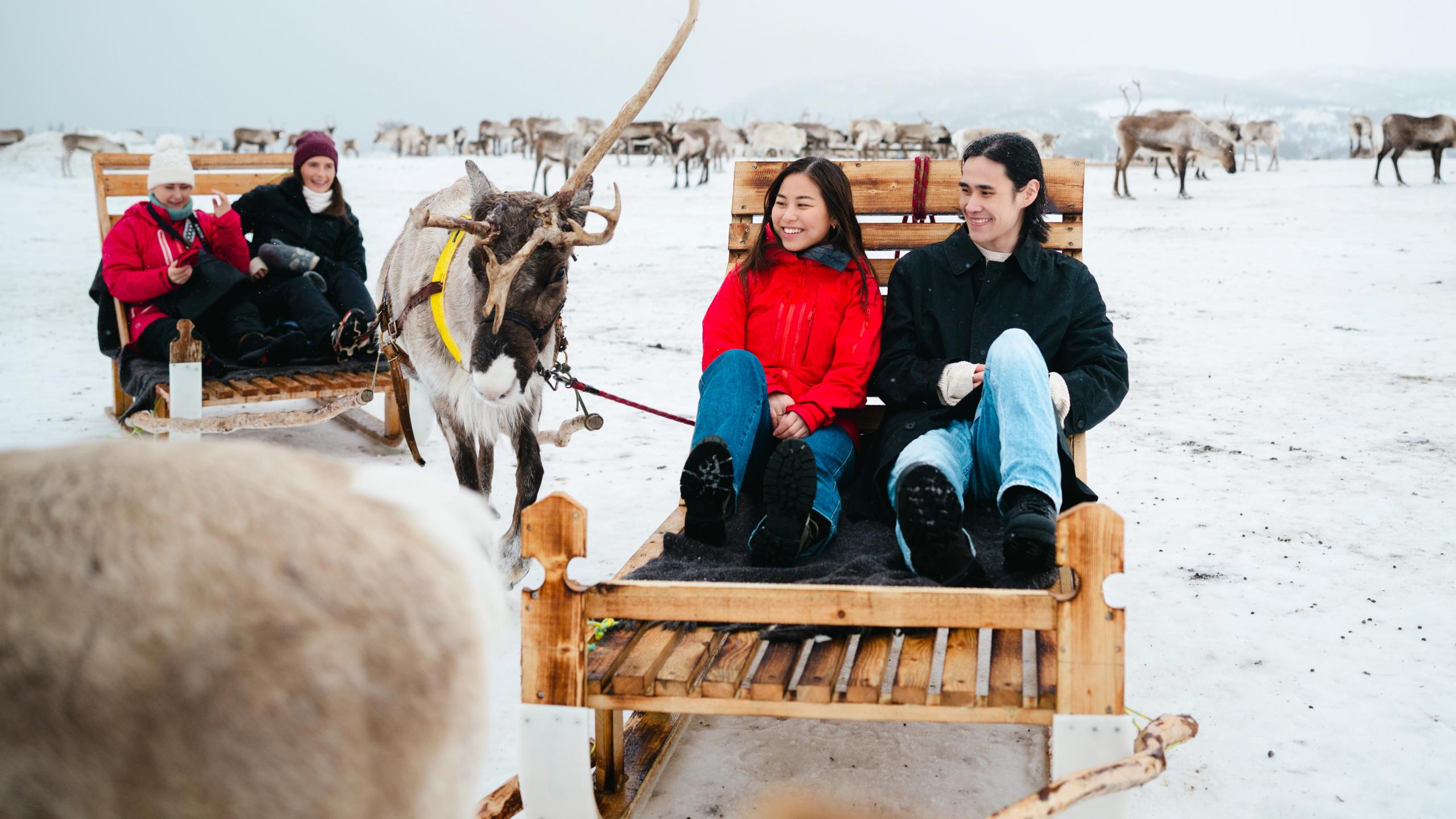 Four people are going reindeer sledding in Tromsø
