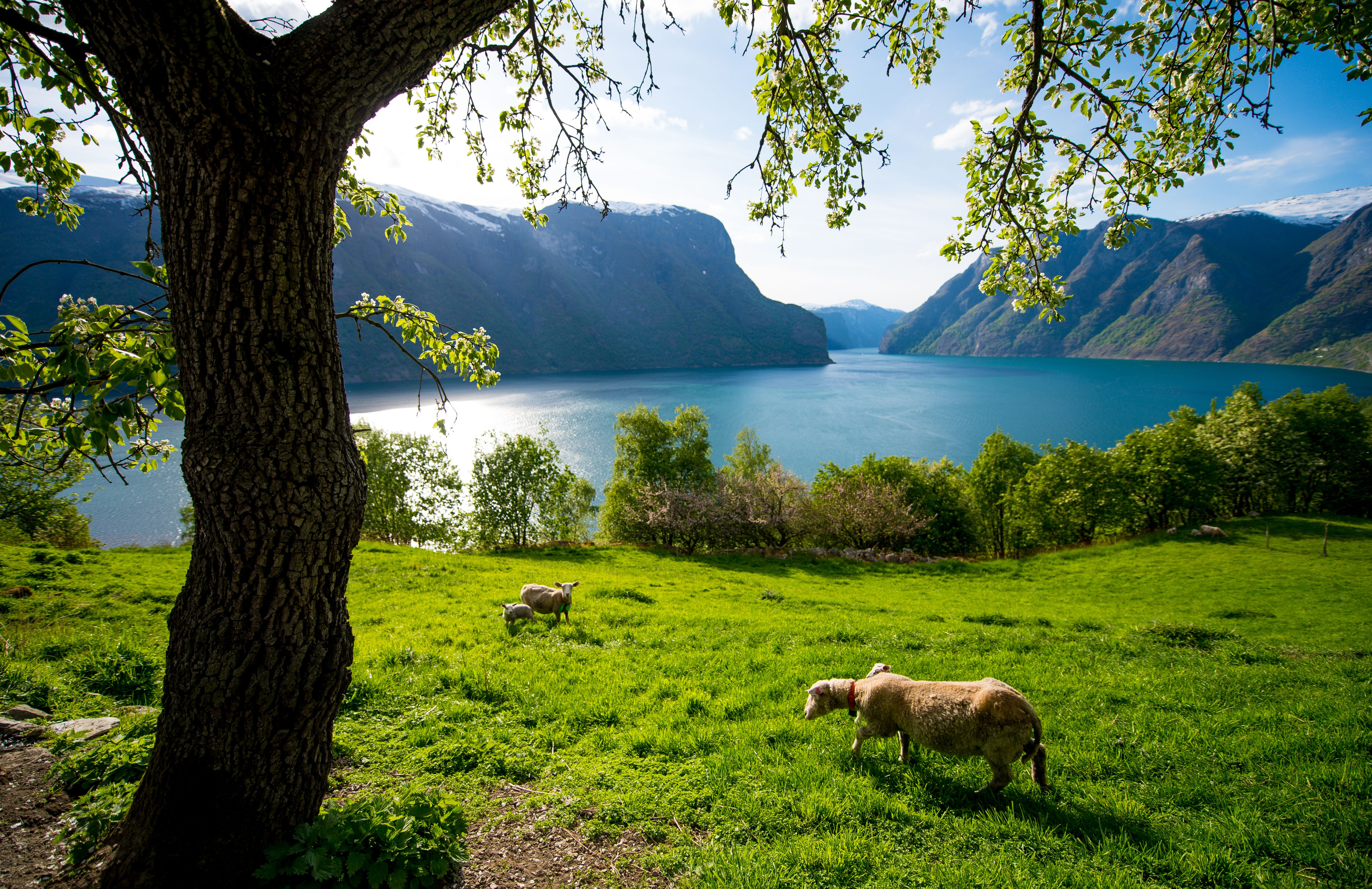Sognefjord