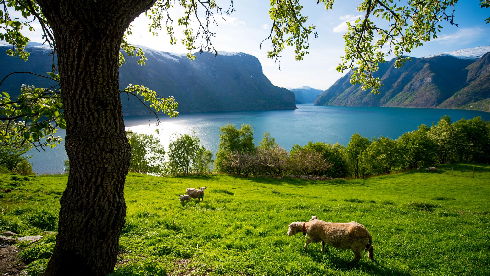 Sognefjord