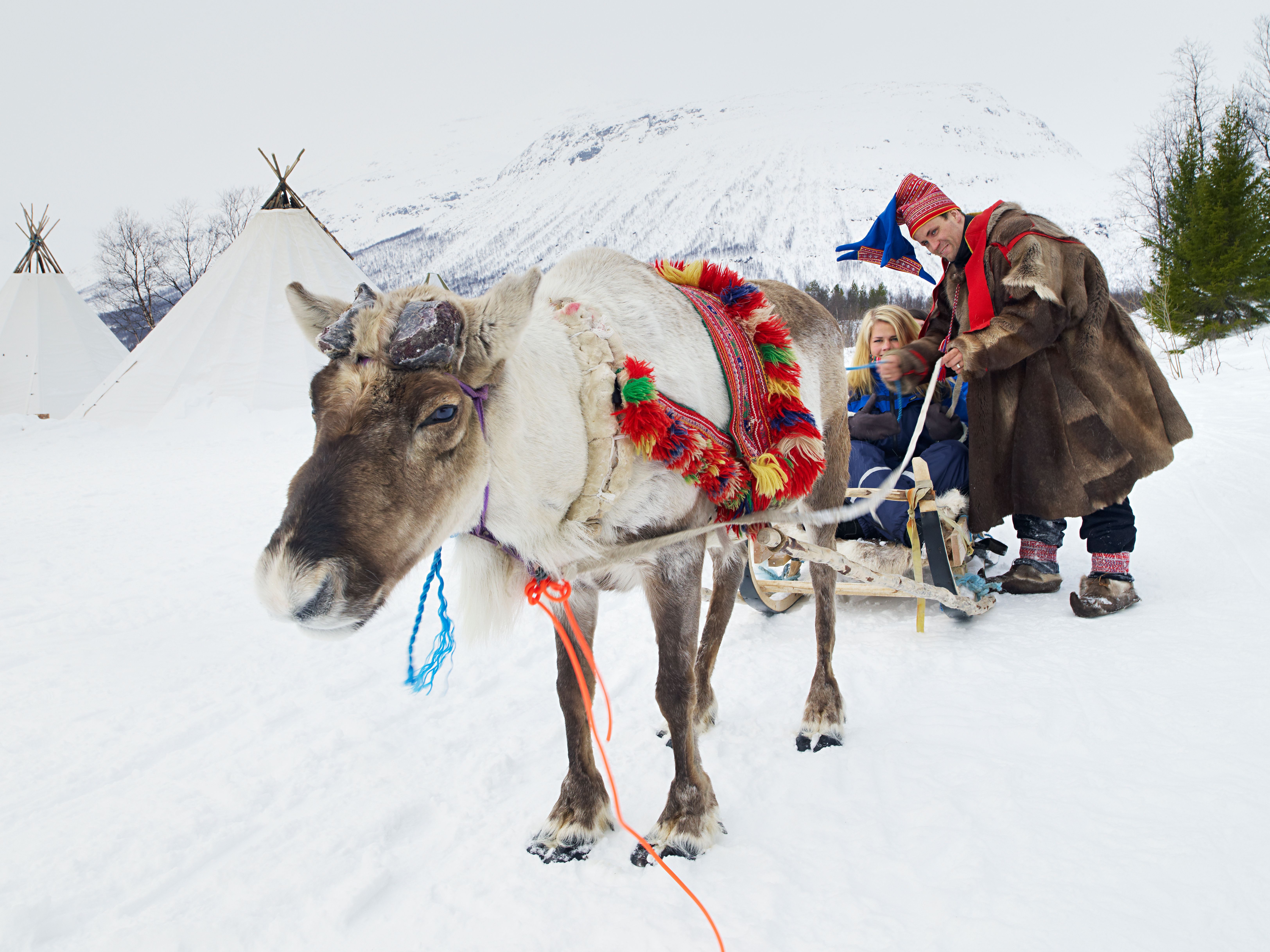 Reindeer sled in Tromsø