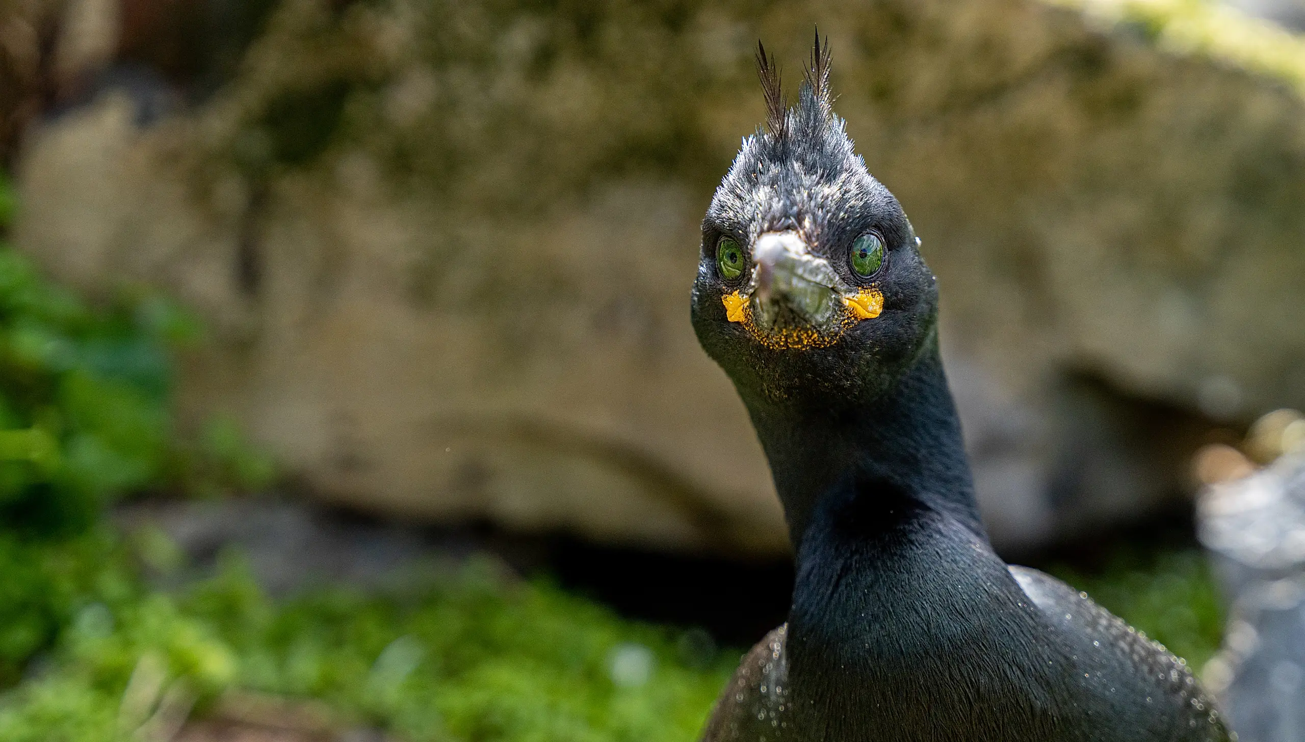 An European Shag at Hornøya outside of Vardø in Varanger, Northern Norway