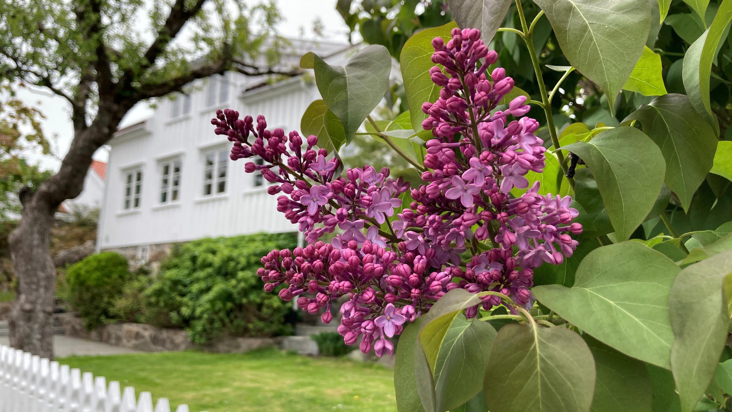 Flowers and garden in Grimstad, Southern Norway.