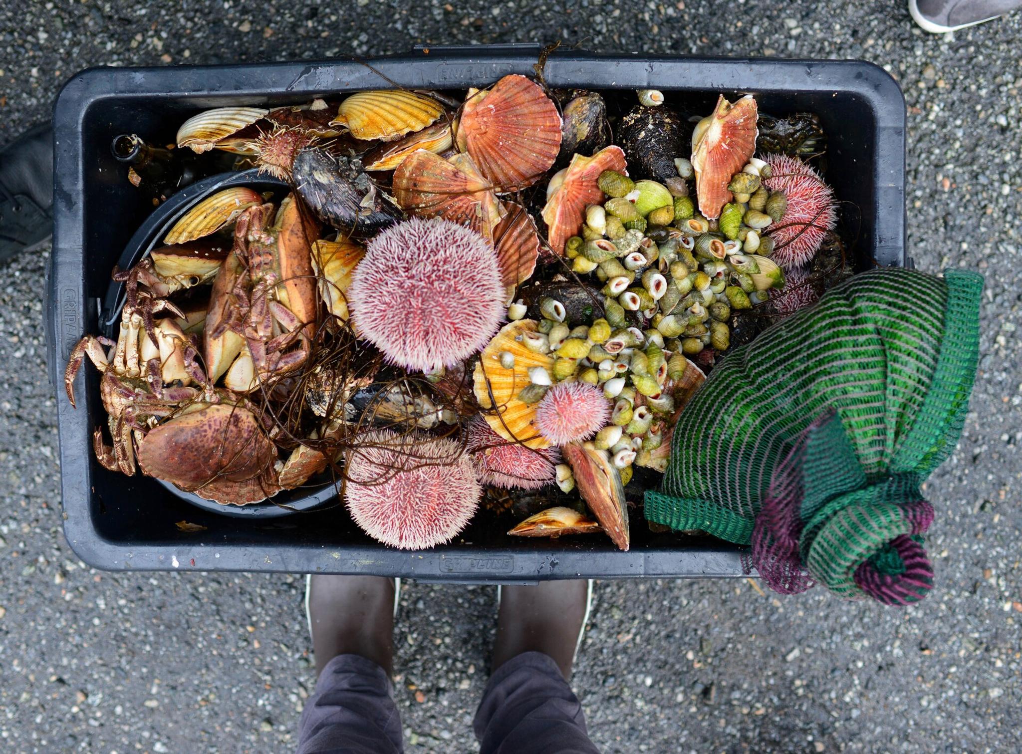 Sea urchins, shells and crab