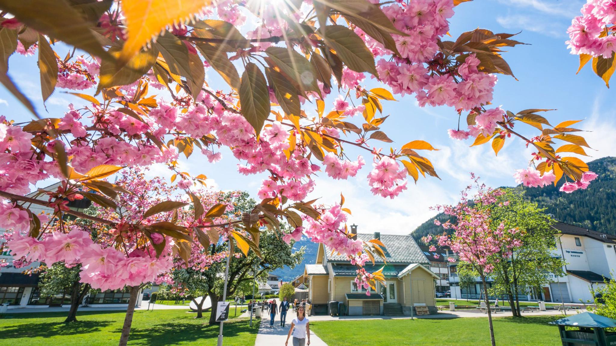 Spring in Sogndal in Vestland County, Norway