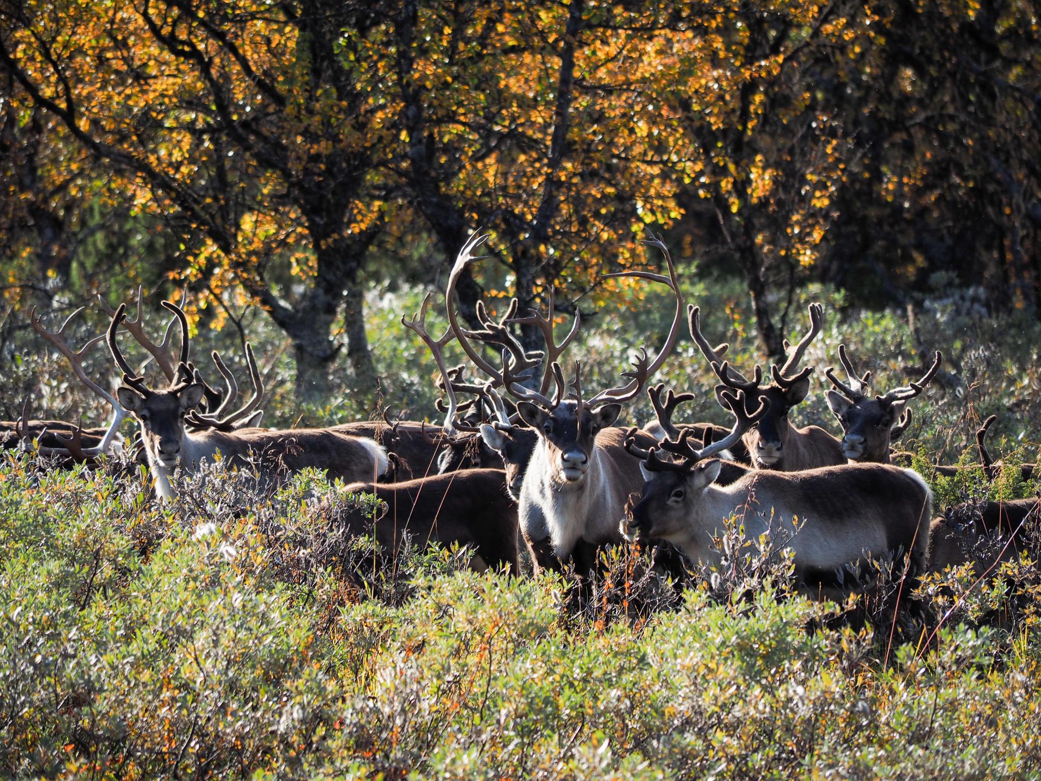 A flock of reindeer in the field, Eastern Norway
