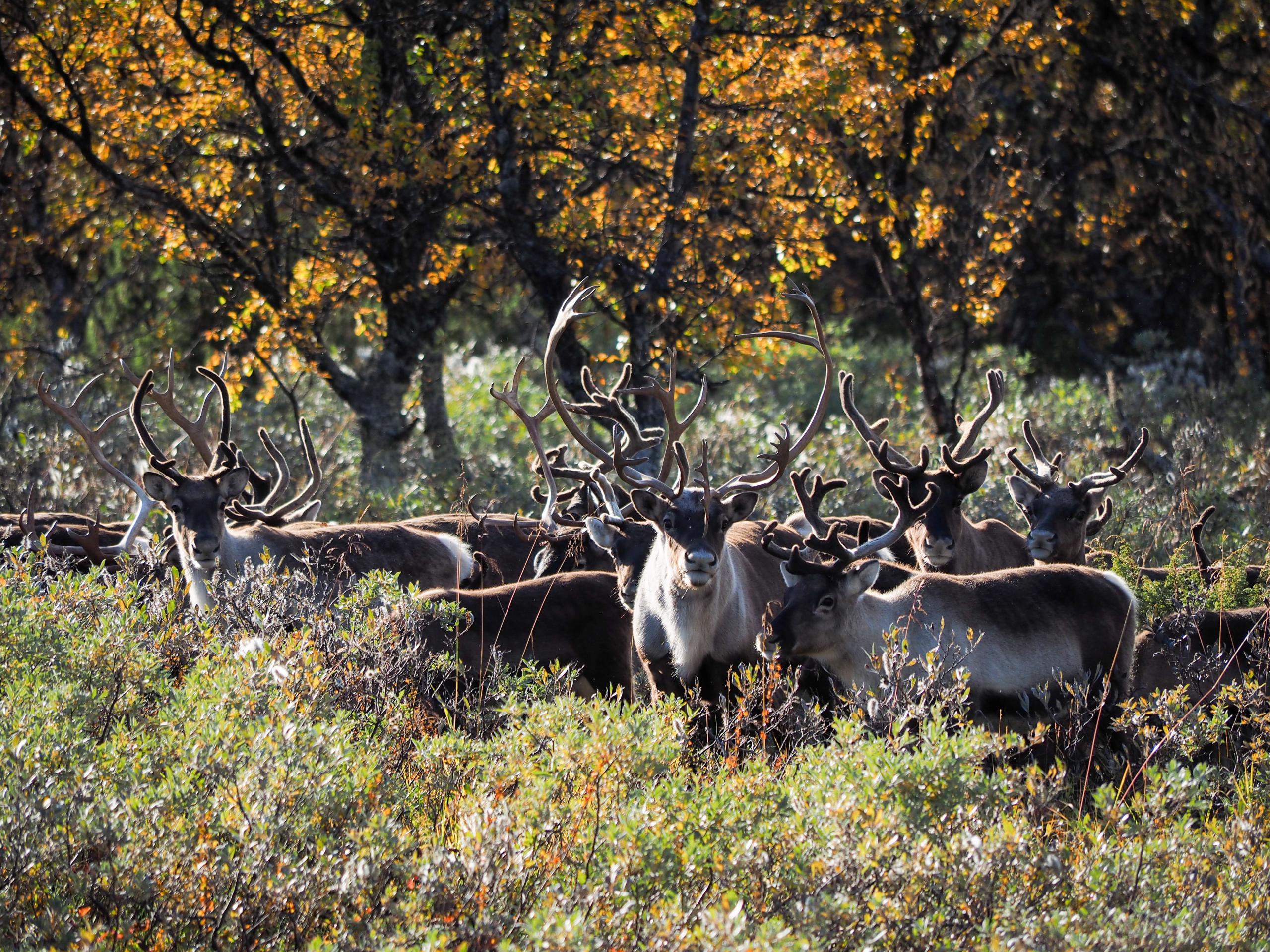 A flock of reindeer in the field, Eastern Norway