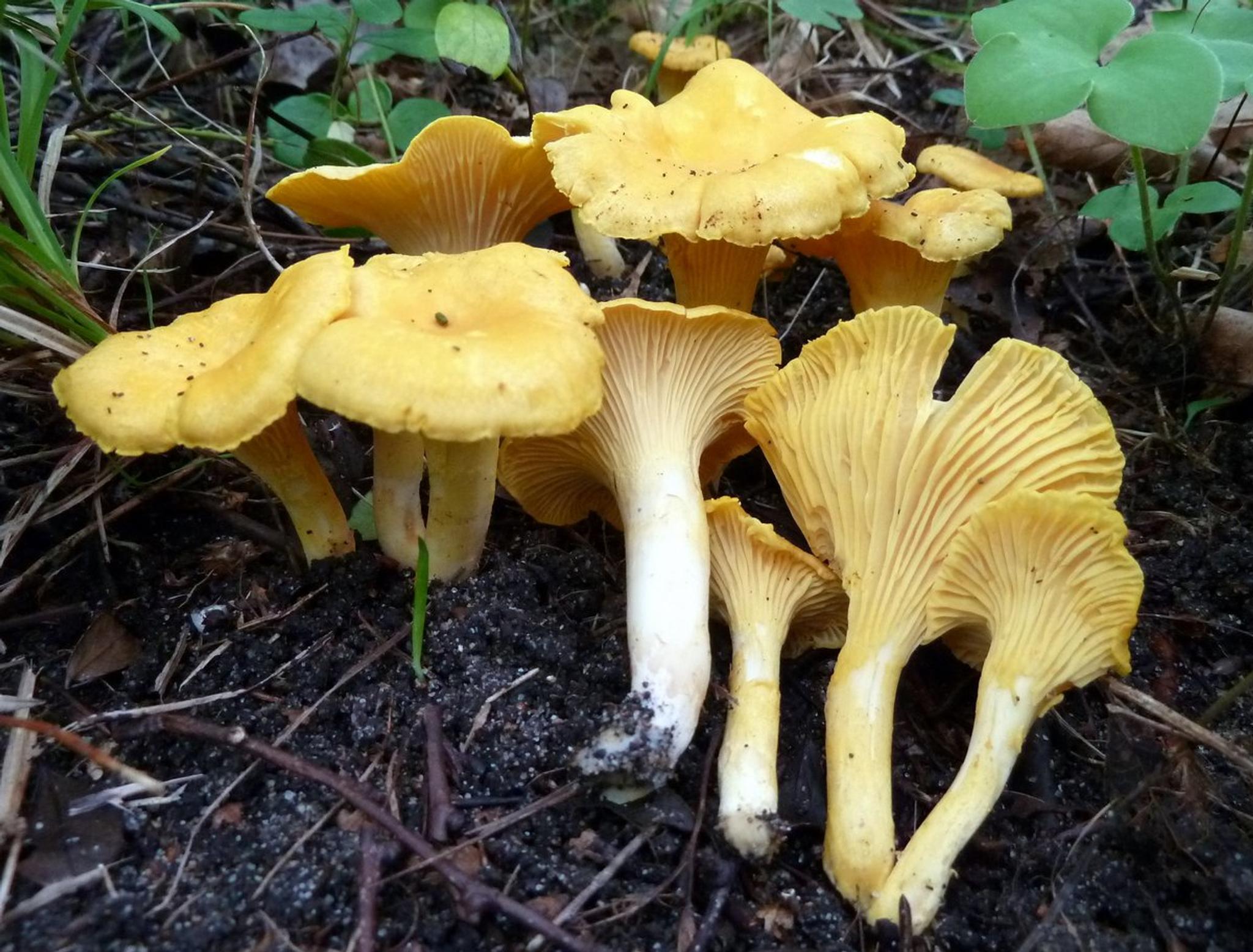 Kantareller som vokser i skogen