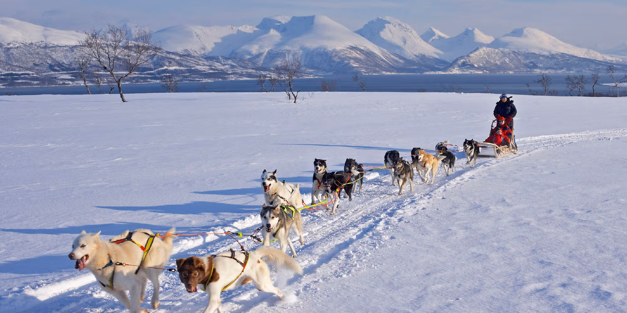 People trying dog sledging in Tromsø, Northern Norway