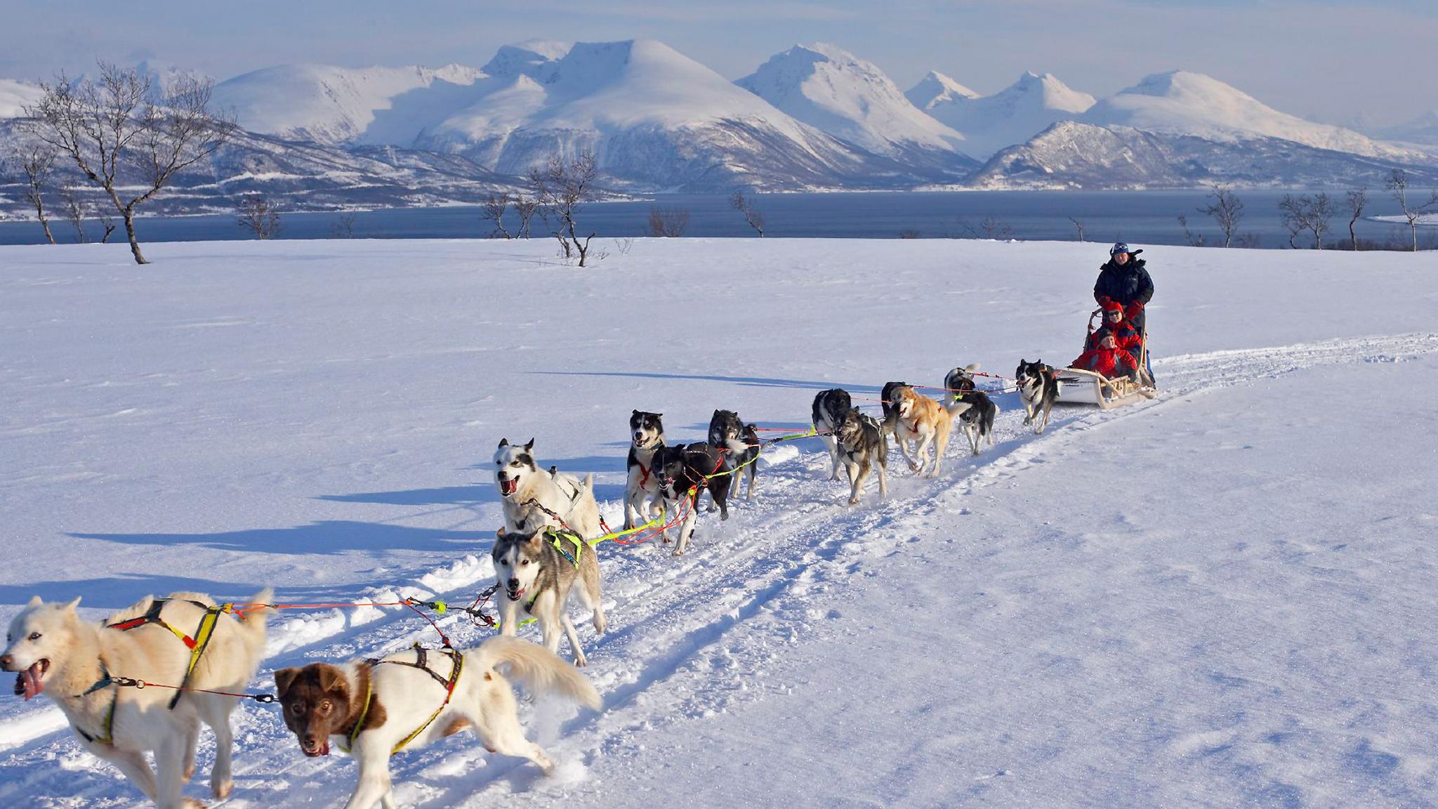 Mennesker på hundekjøring i Tromsø i Nord-Norge