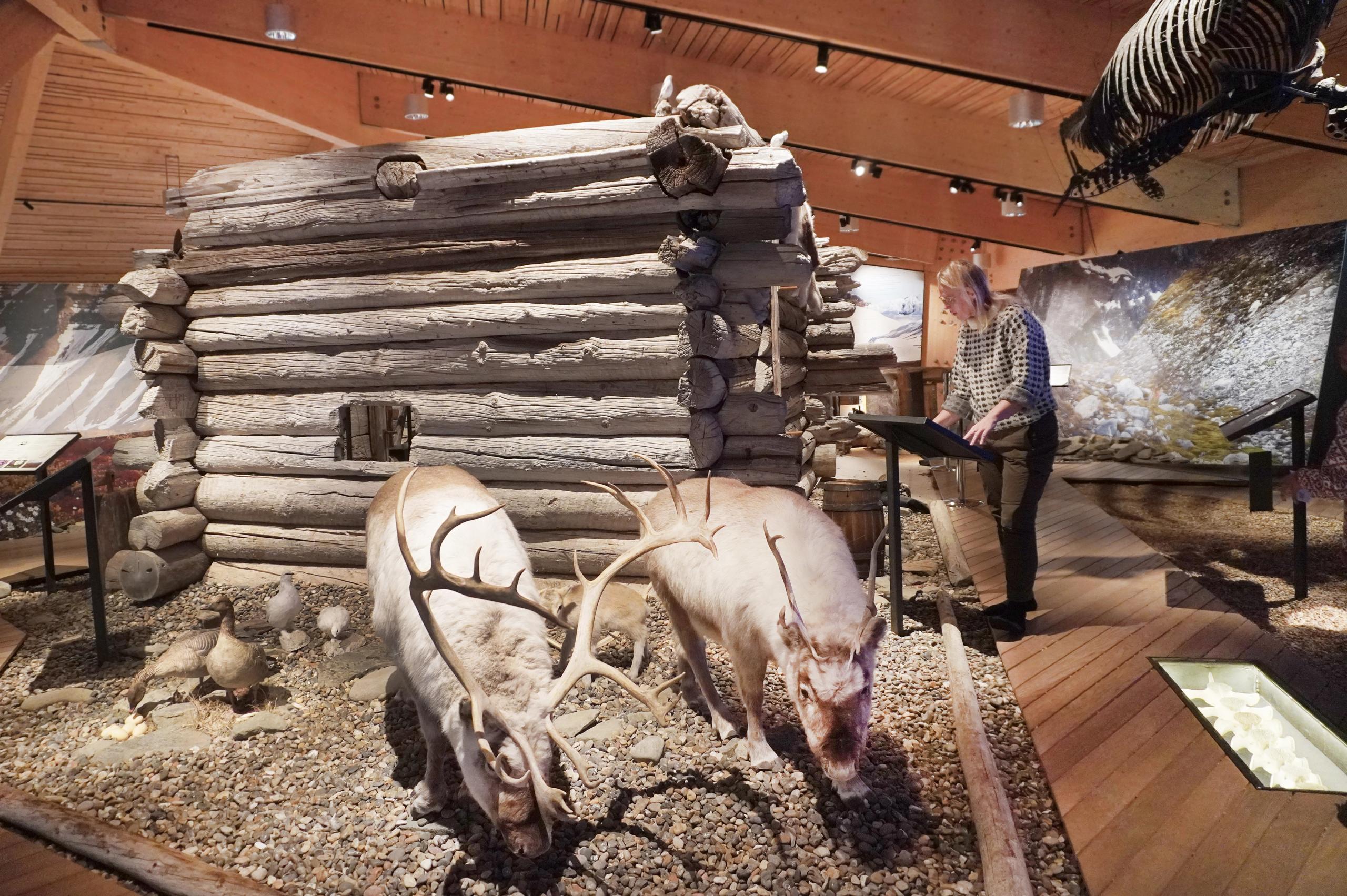 En dame på et museum som ser på to reinsdyr