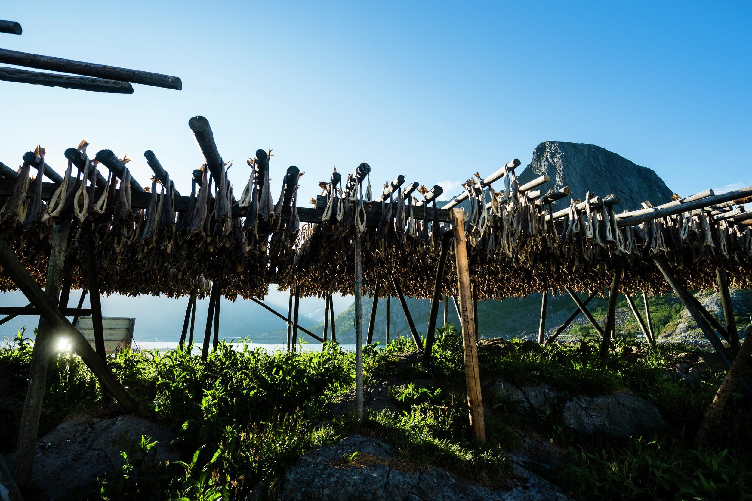 Tørrfisk i Lofoten, Nord-Norge