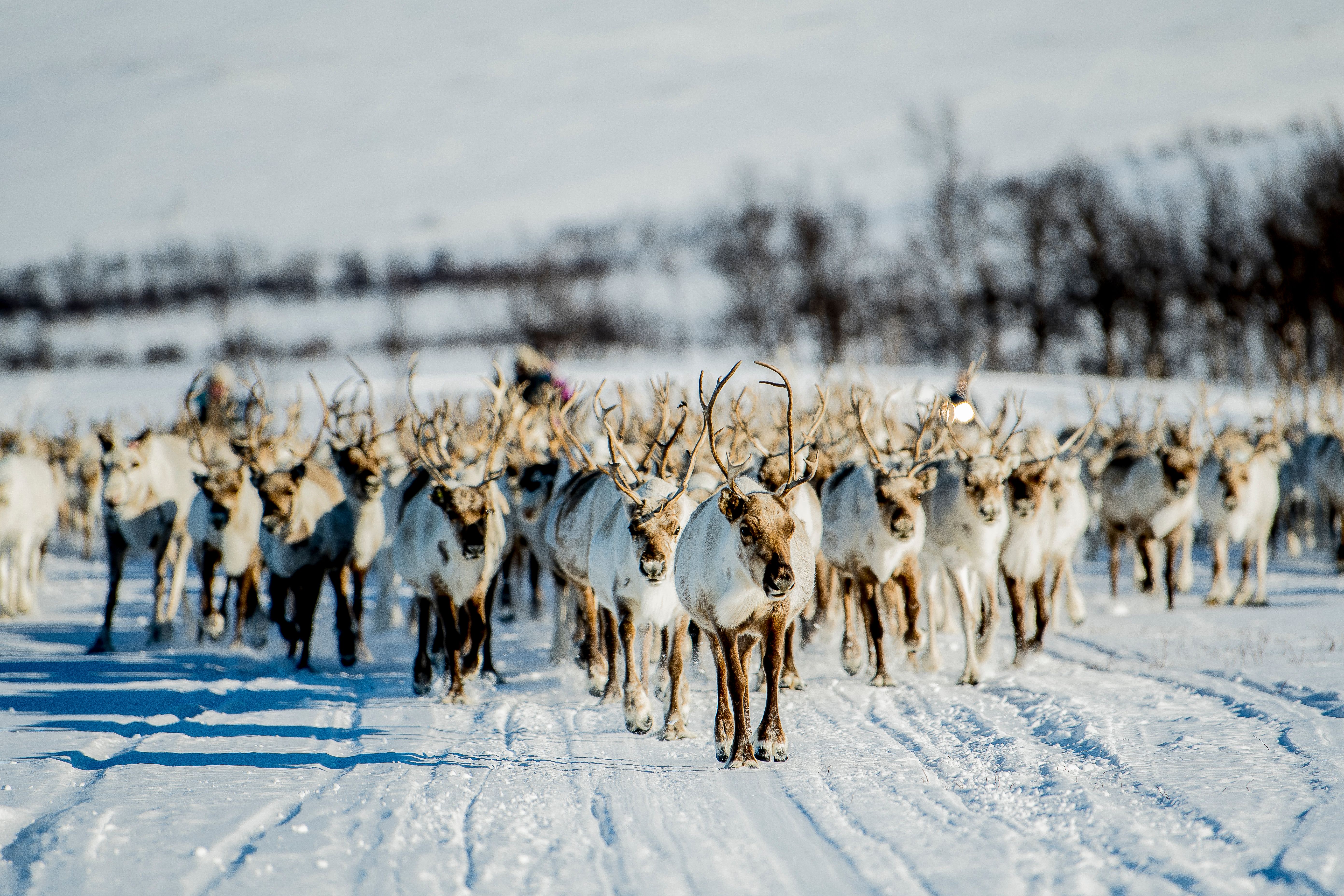 A herd of reindeer walking in a snowy landscape at Finnmarksvidda, Finnmark