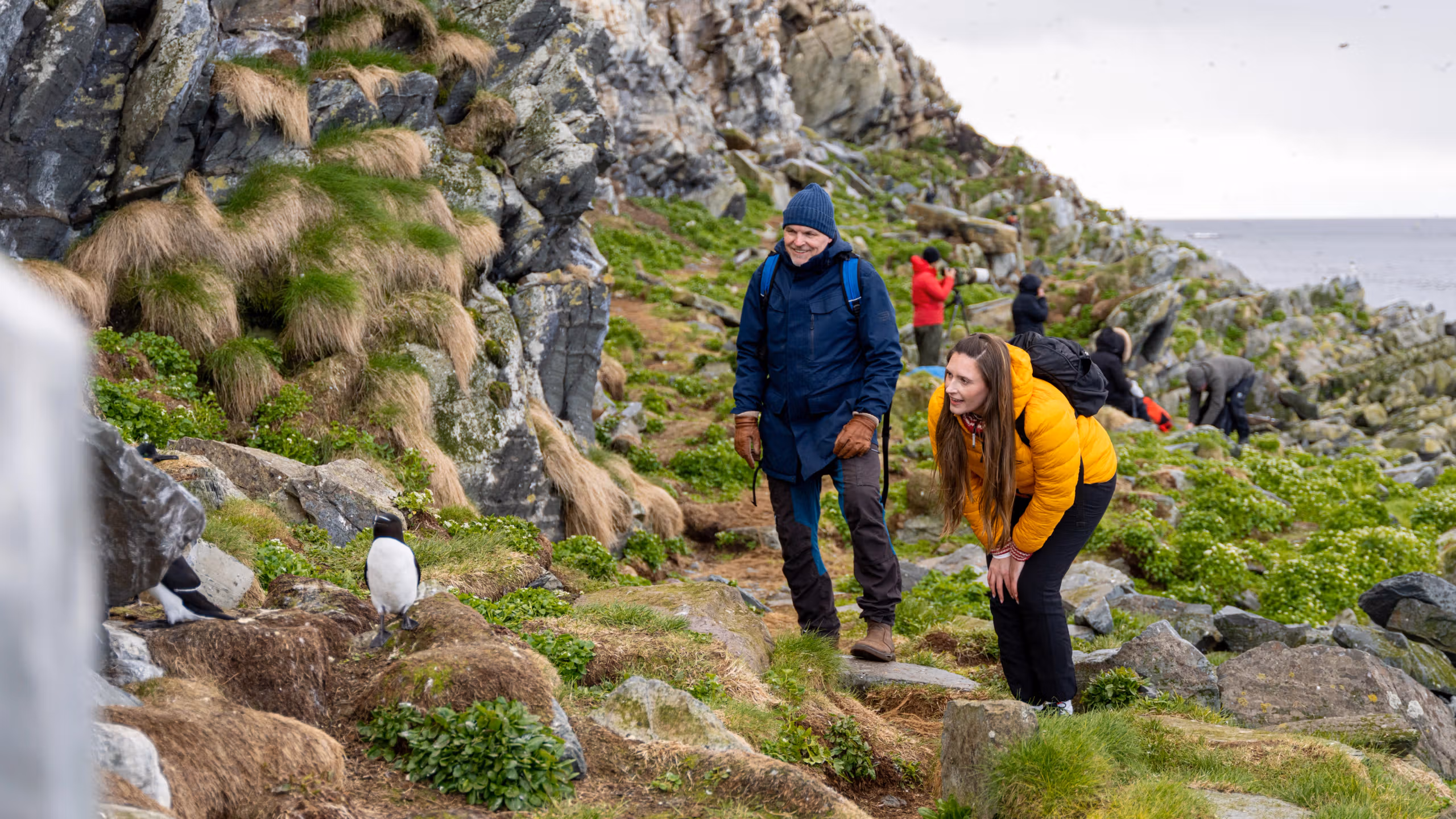 Tourists look at a Razorbill at Hornøya birdwatching site outside of Vardø in Varanger, Norway.
