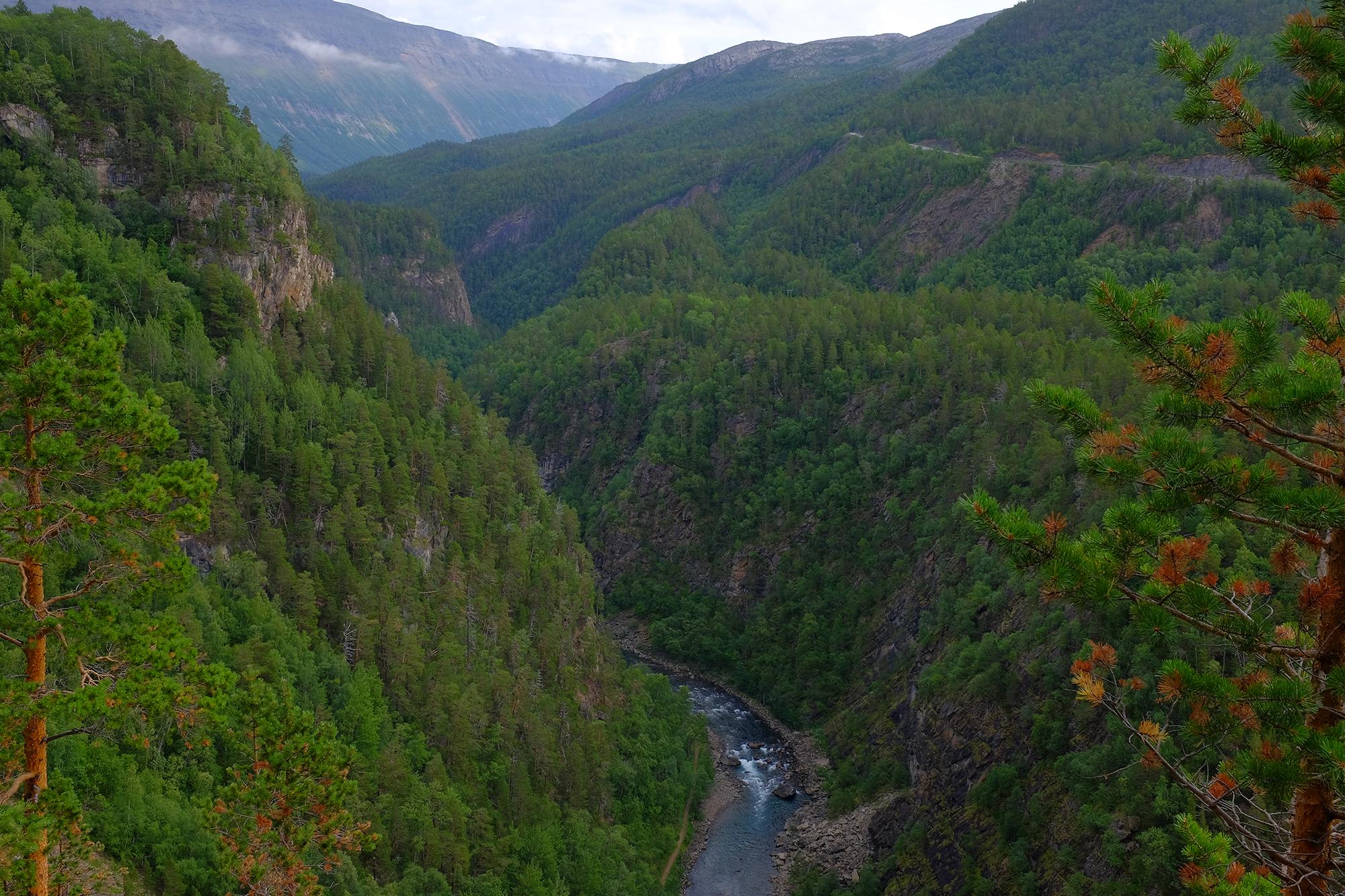 Frodig skog i Junkerdalsura i Saltdal i Nord-Norge