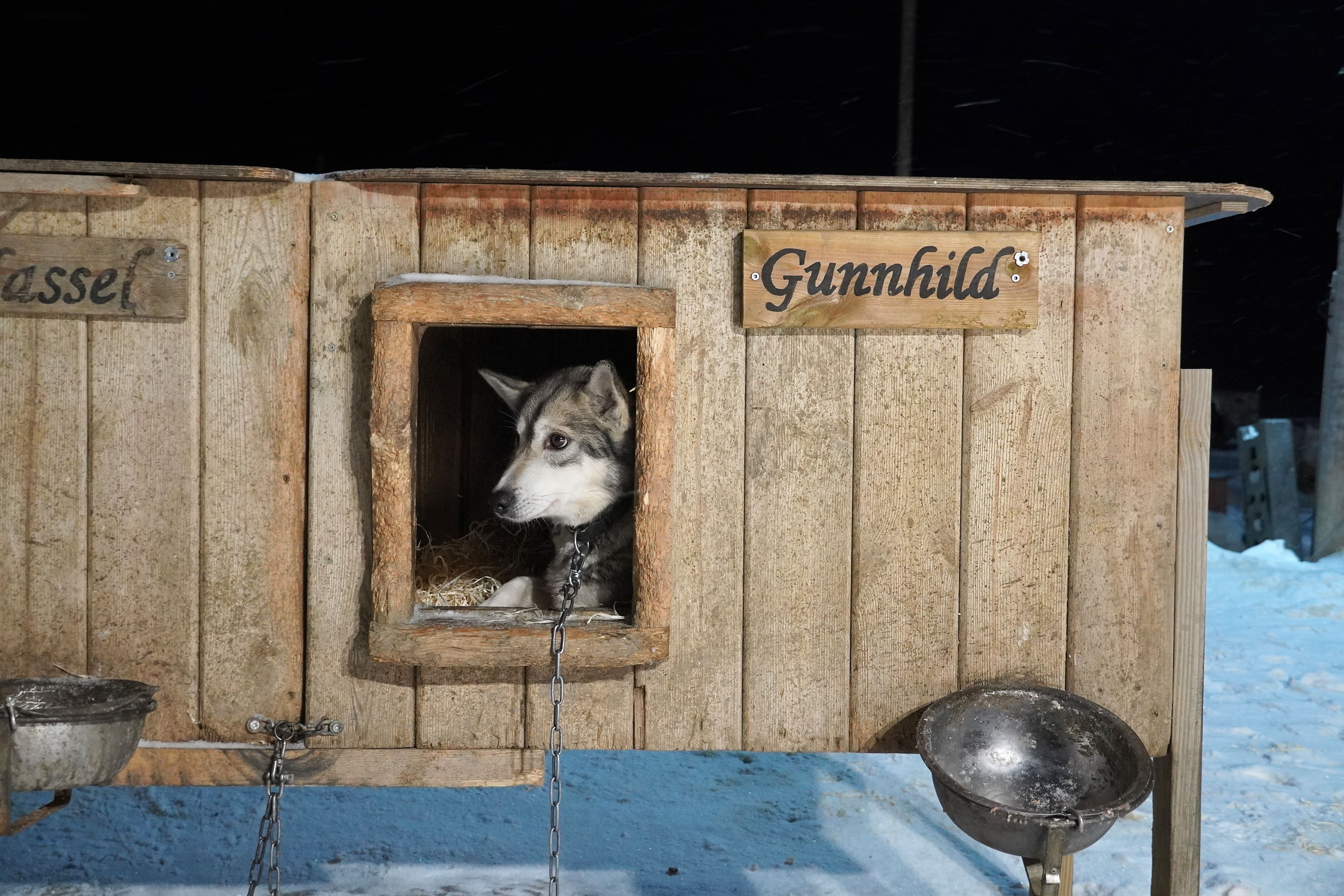 Husky in her cage