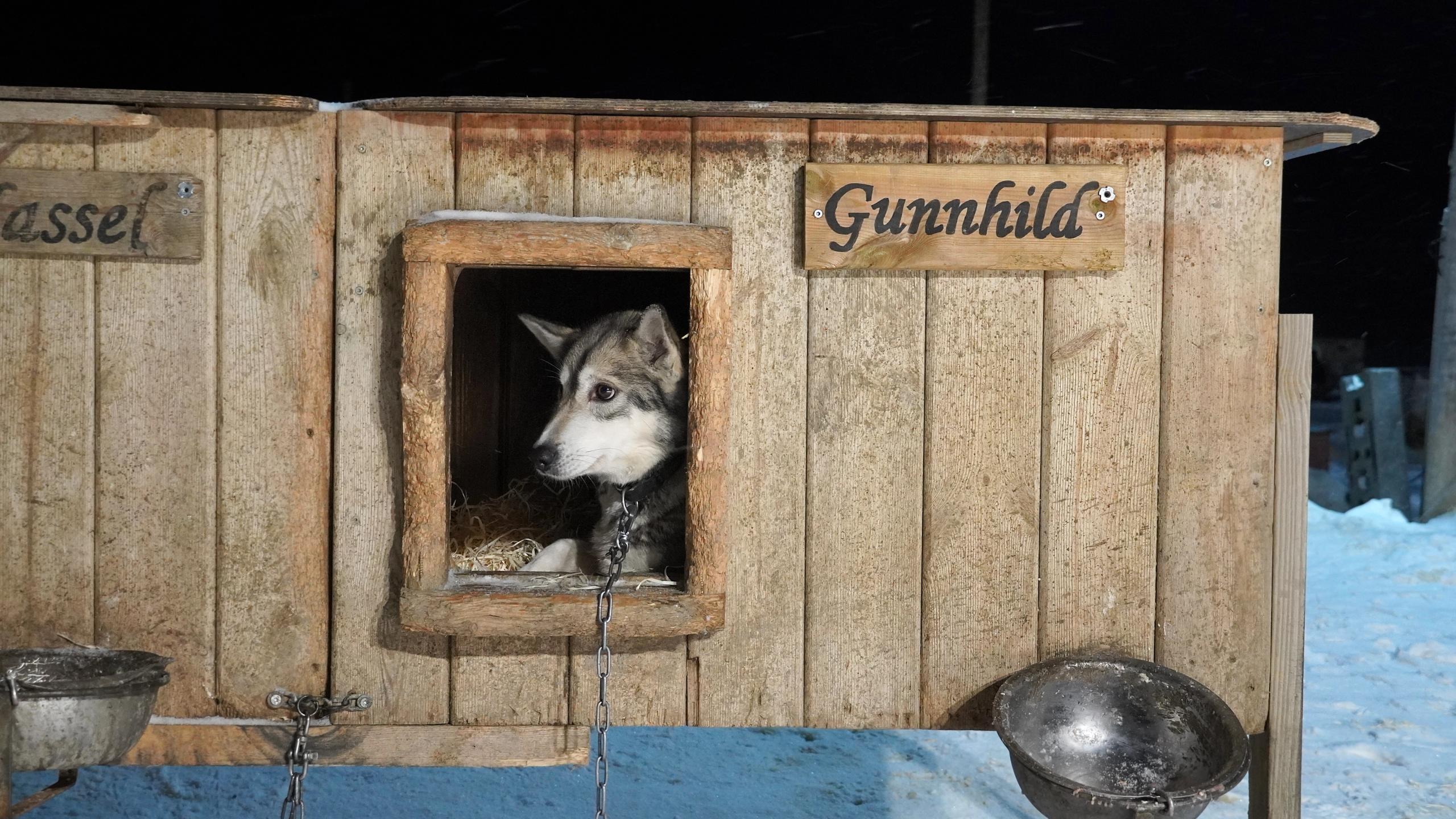 En husky i buret sitt