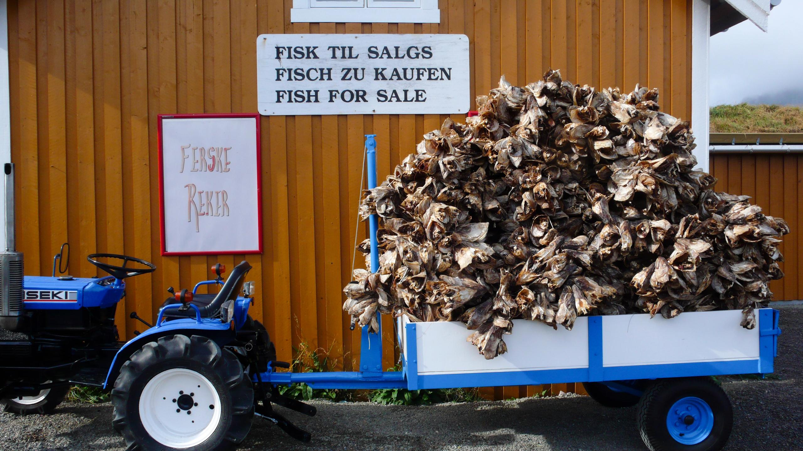 En tralle fylt med tørrfisk i Lofoten i Nord-Norge