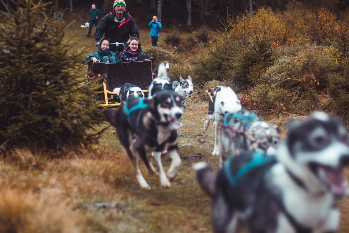 Dog sledging at Bergvang visitor farm in Asker