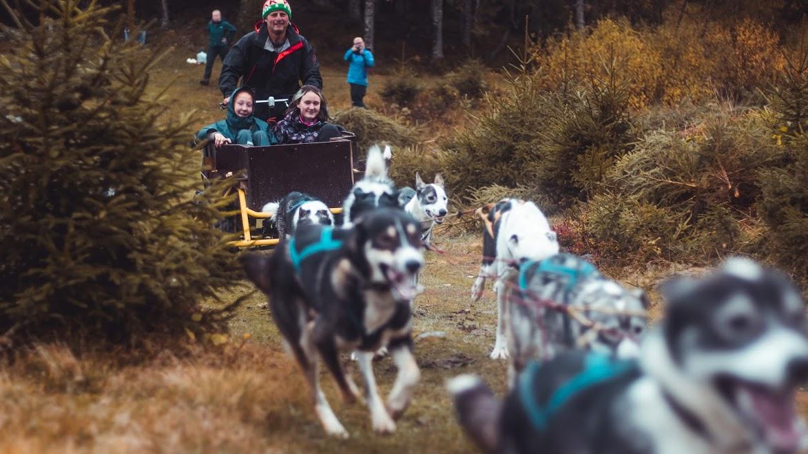 Dog sledging at Bergvang visitor farm in Asker