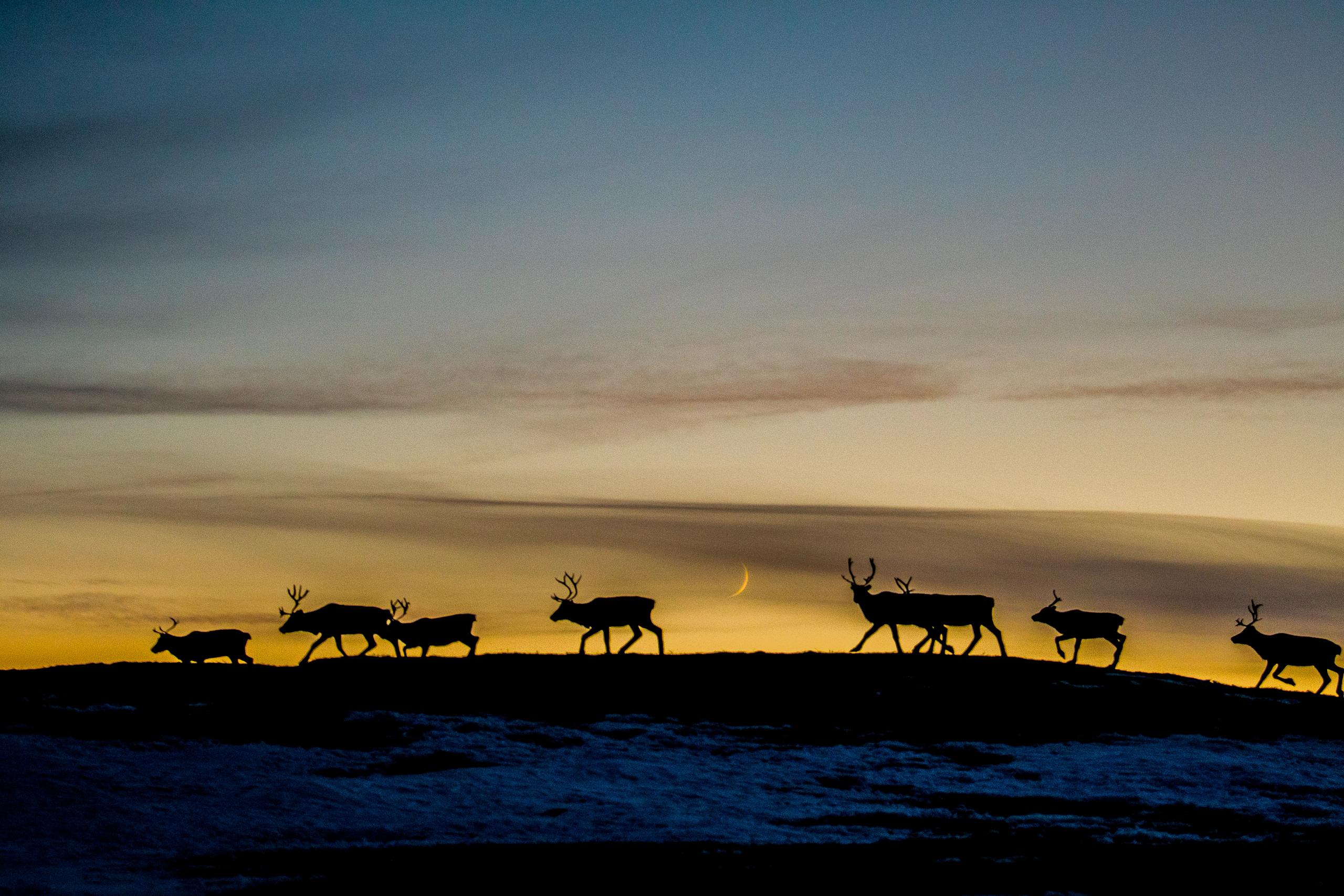 Finnmarksvidda
