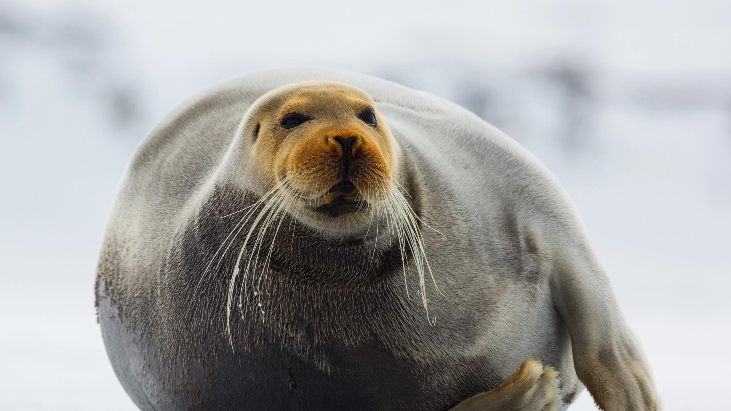 Sel på Svalbard i Nord-Norge