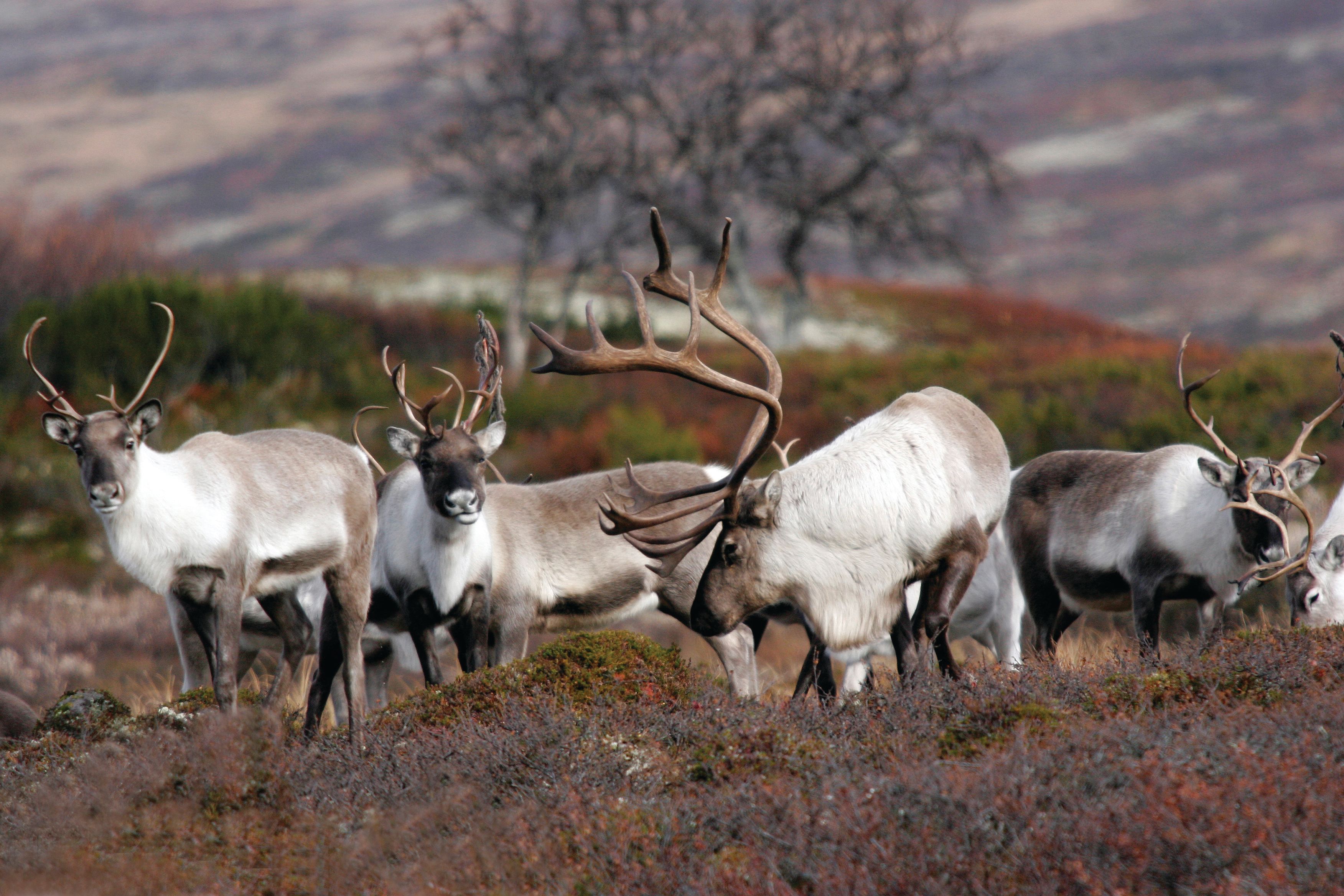 Reindeer in Forollhogna national park outside of Røros in Trøndelag, Norway