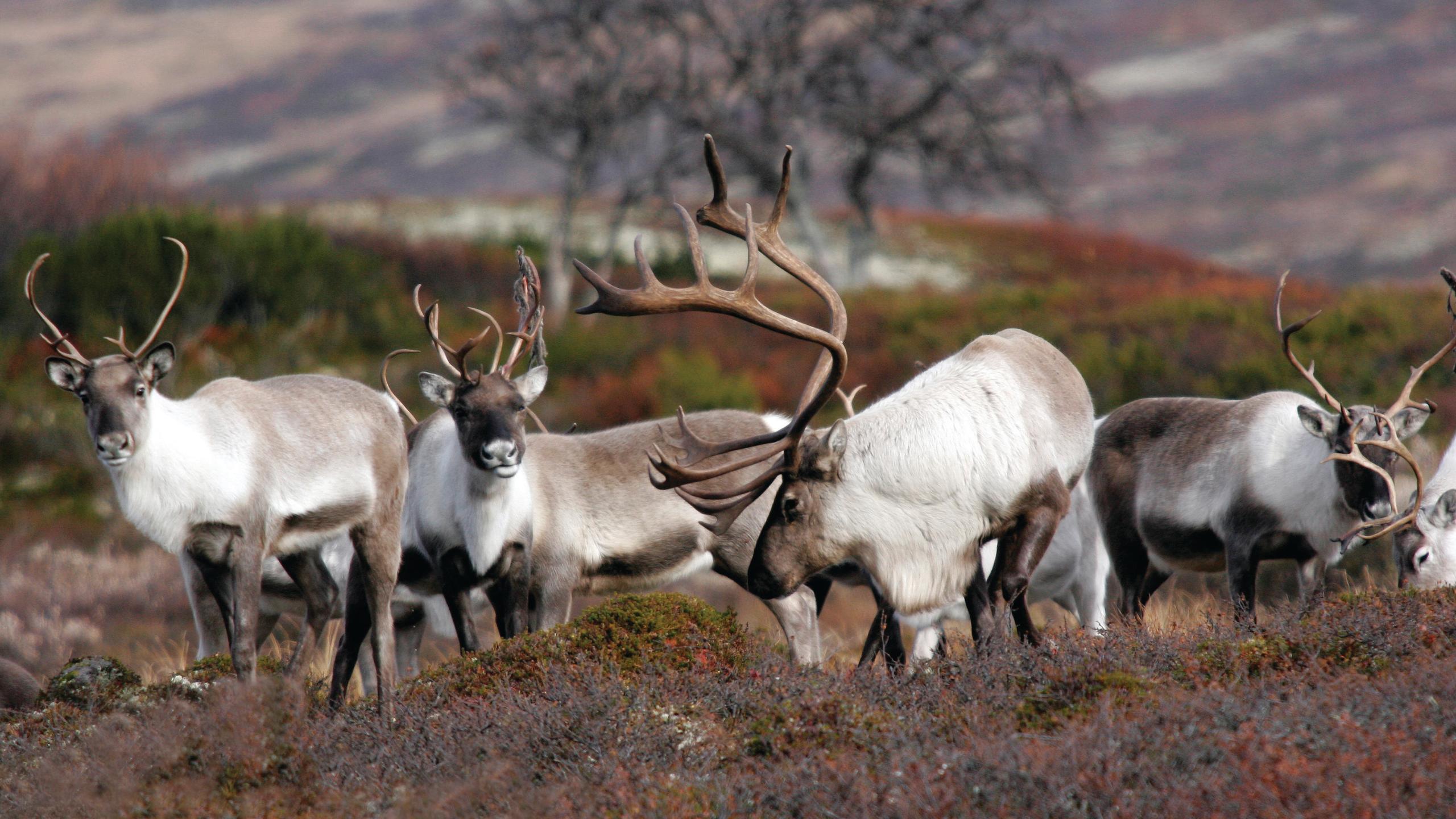 Reinsdyr i Forollhogna nasjonalpark utenfor Røros i Trøndelag