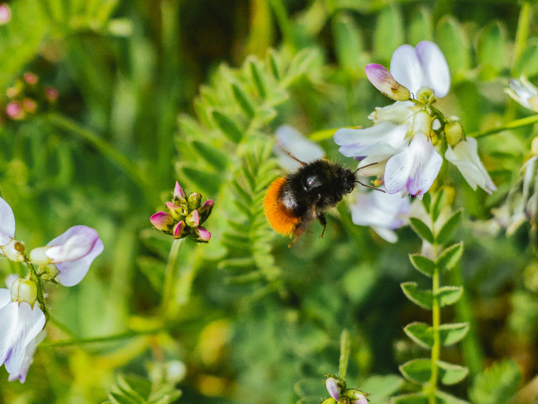 Bumblebee