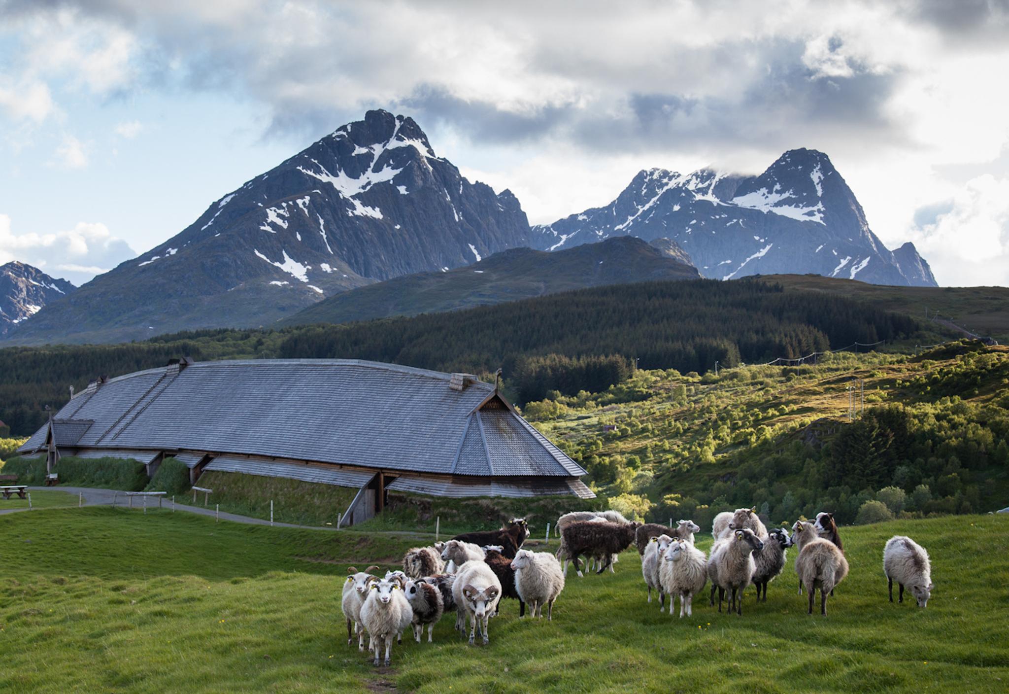 Sauer utenfor Lofotr Vikingmuseum i Lofoten.