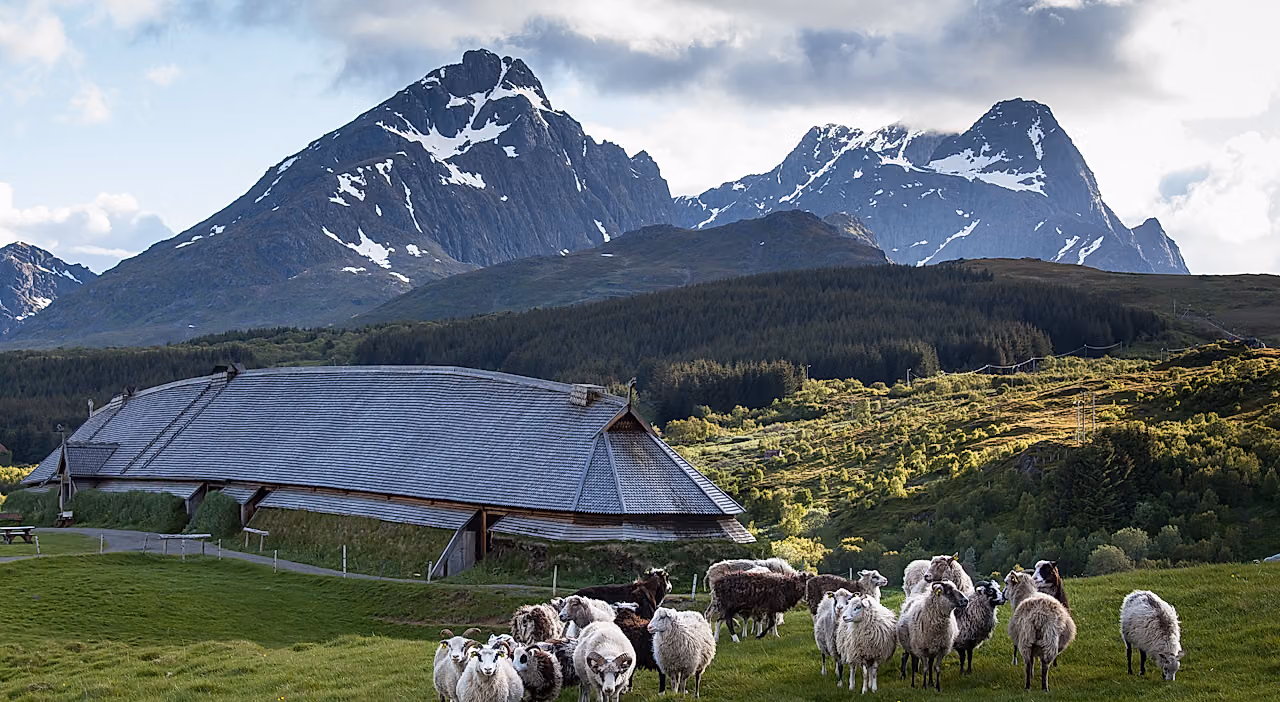 Sheep outside the Lofotr Vikingmuseum in Lofoten.