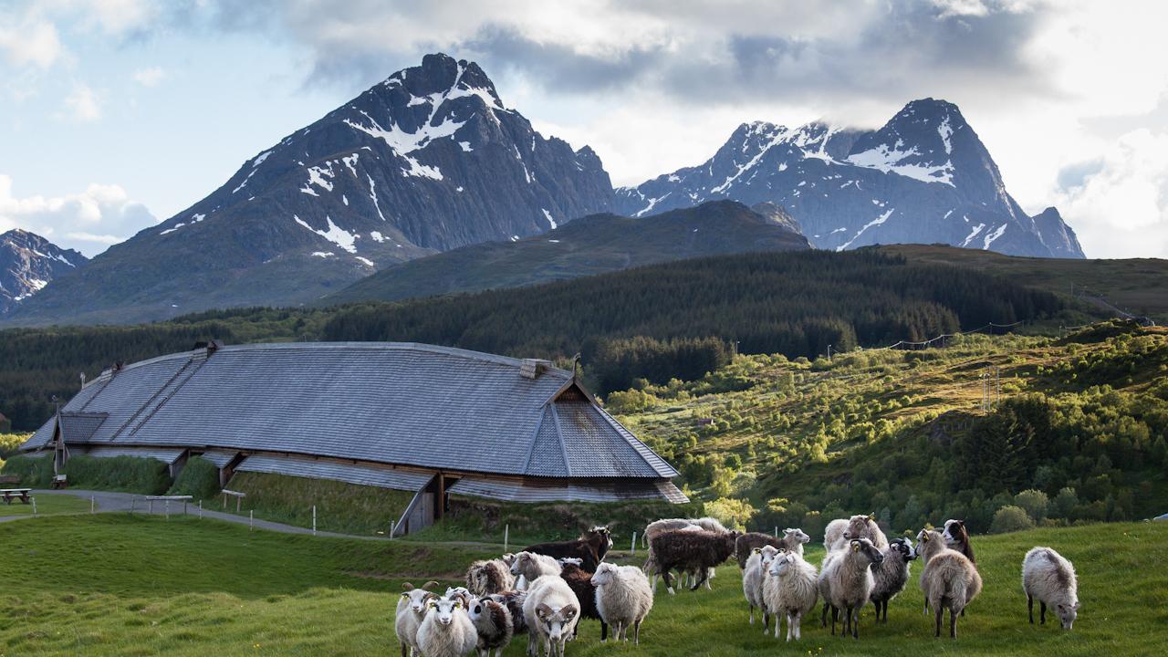 Sheep outside the Lofotr Vikingmuseum in Lofoten.
