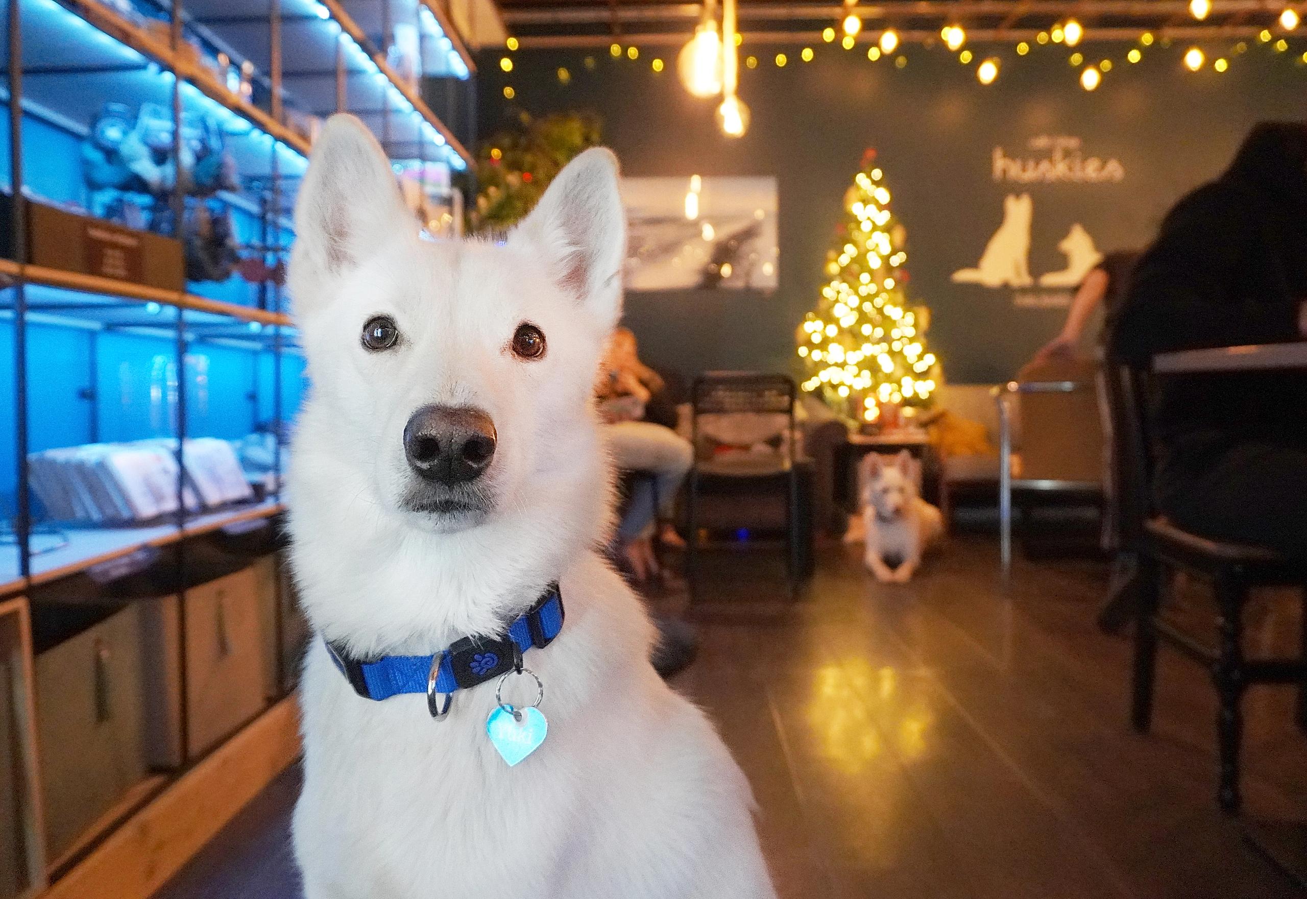 Hvit husky på en kafe