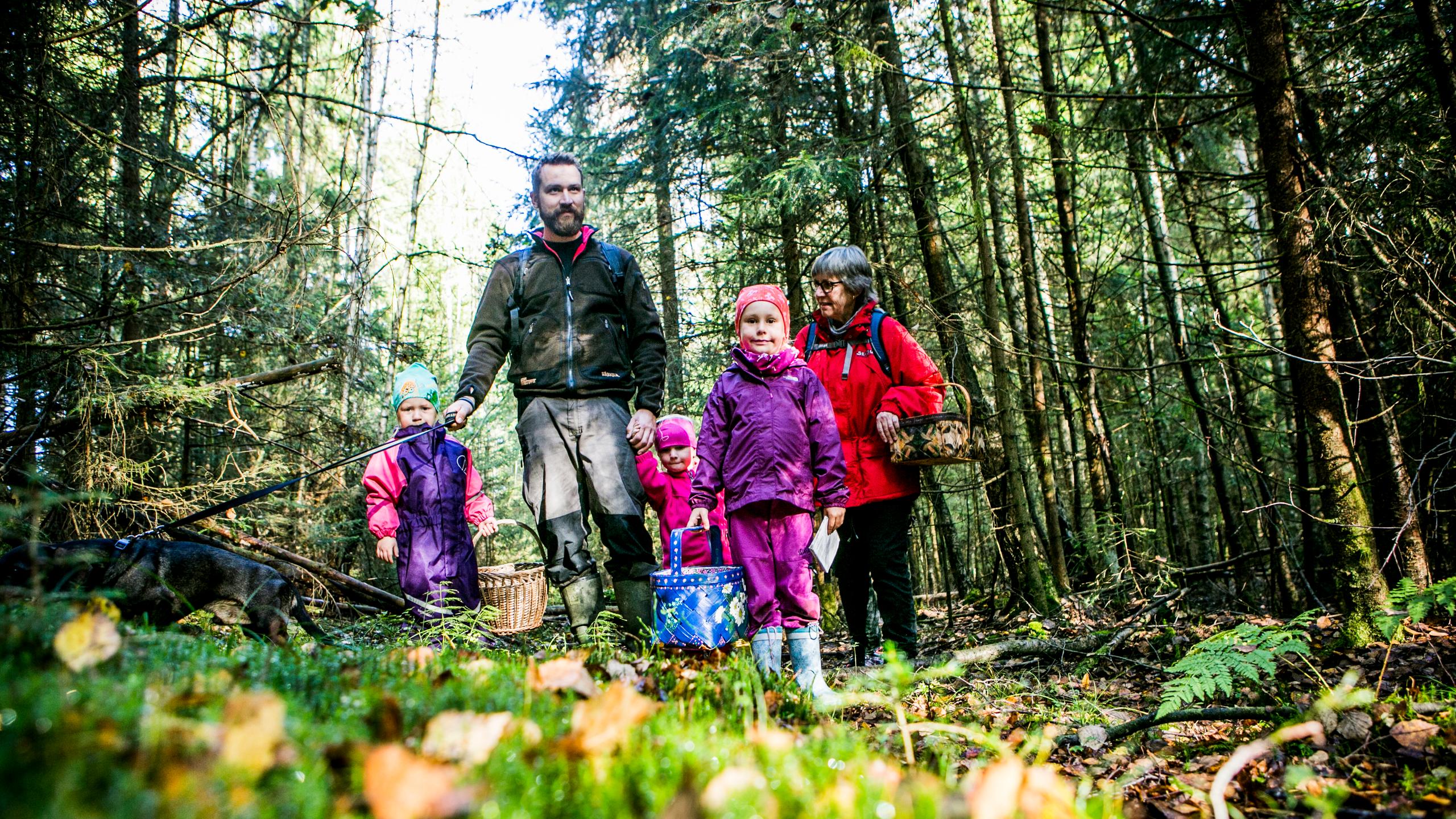 A family picking mushrooms in the forest in Moss, Eastern Norway