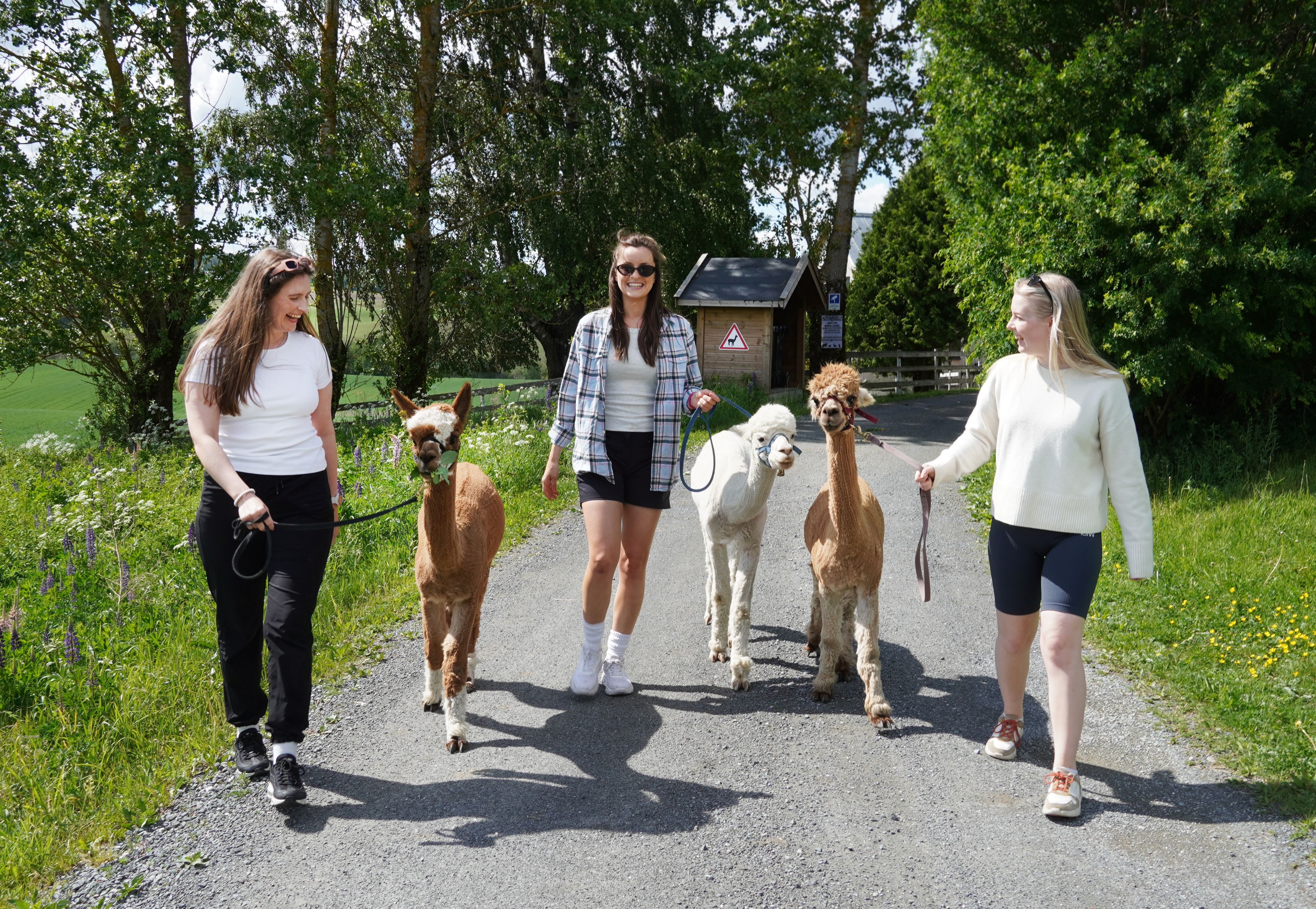 Alpaca walking, Eastern Norway.