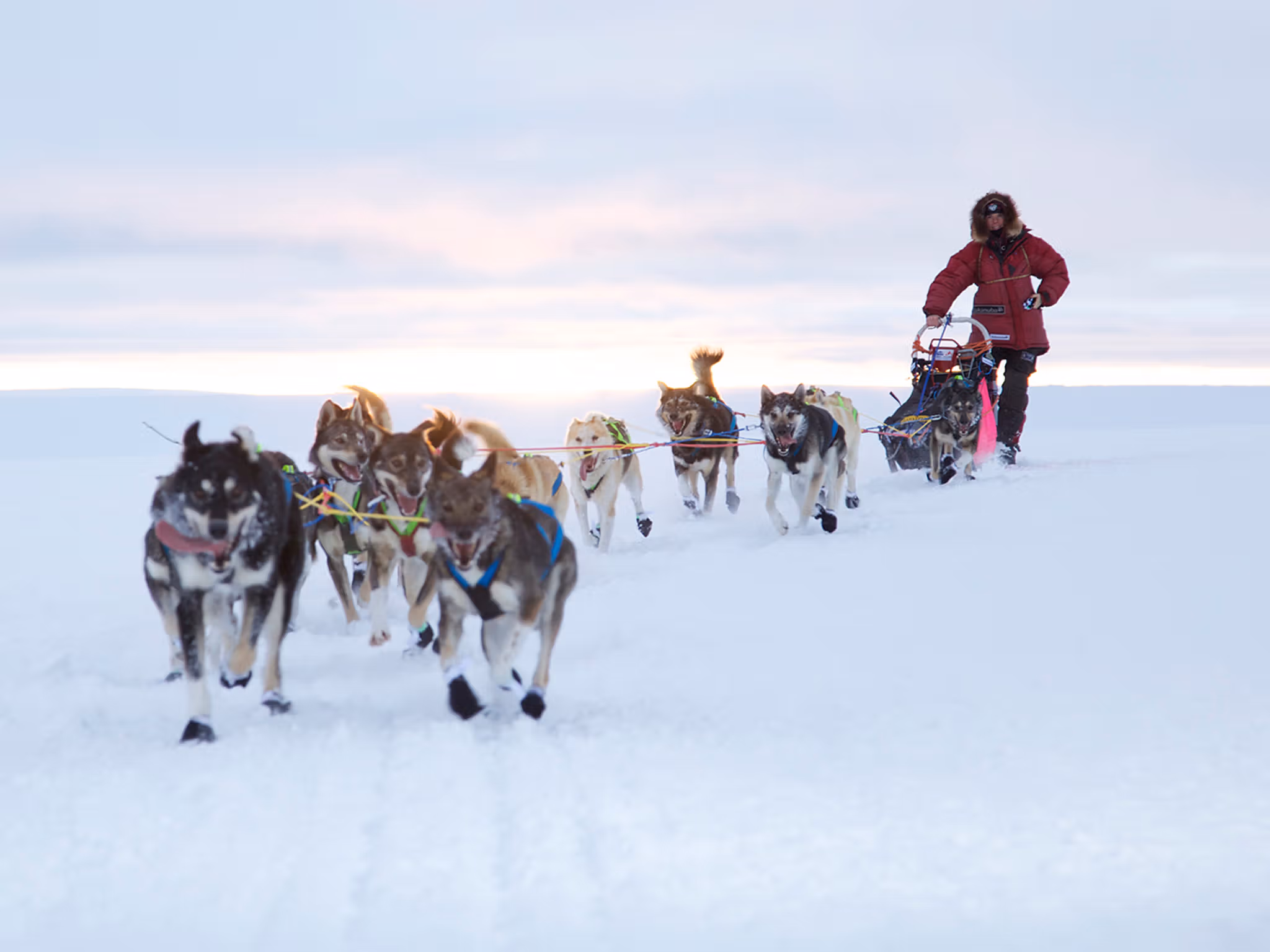En person som åker hundspann på vintern i Finnmark, Nord-Norge