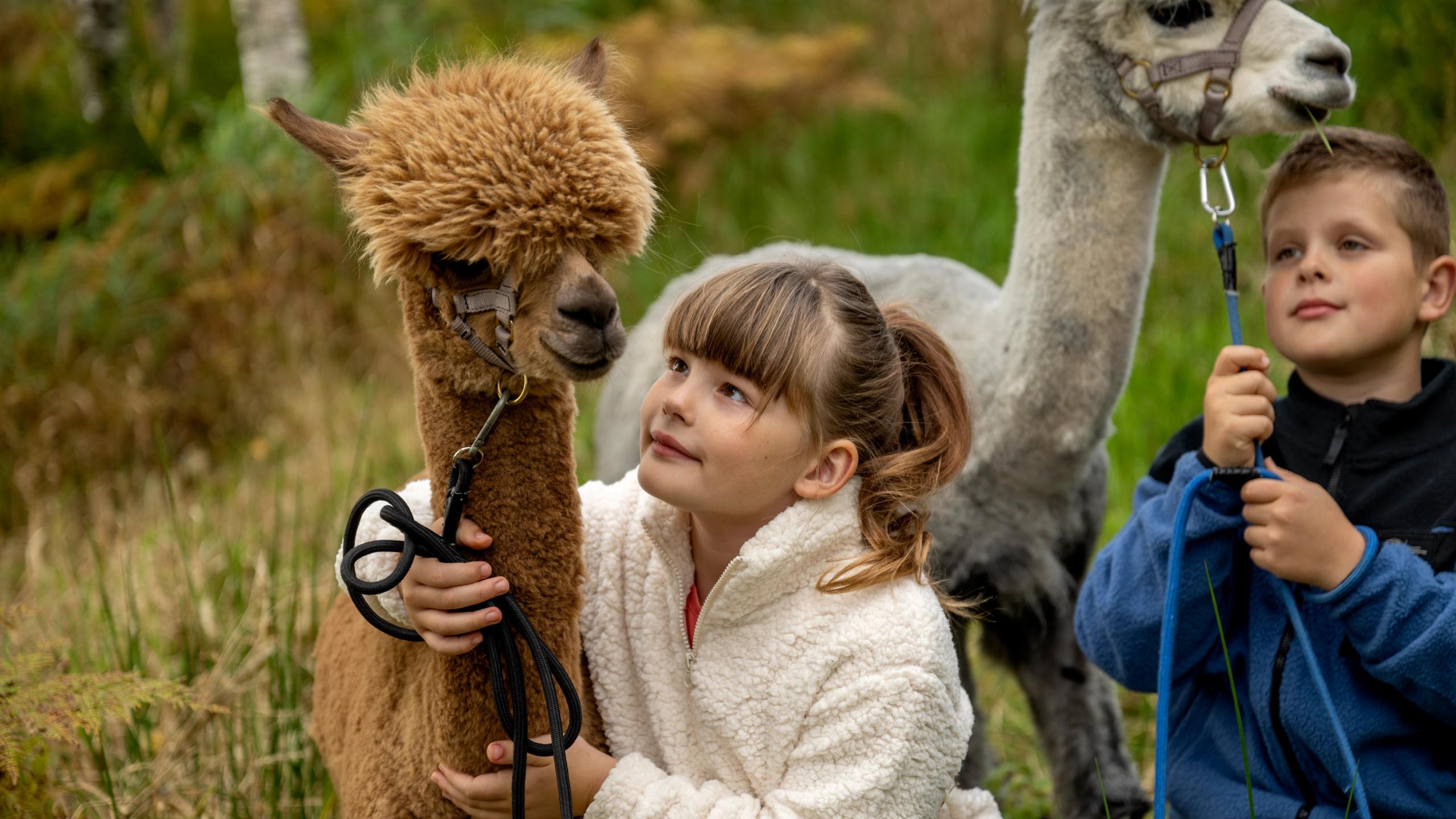 A girl and a boy holding a brown and a white alpaca, Trøndelag